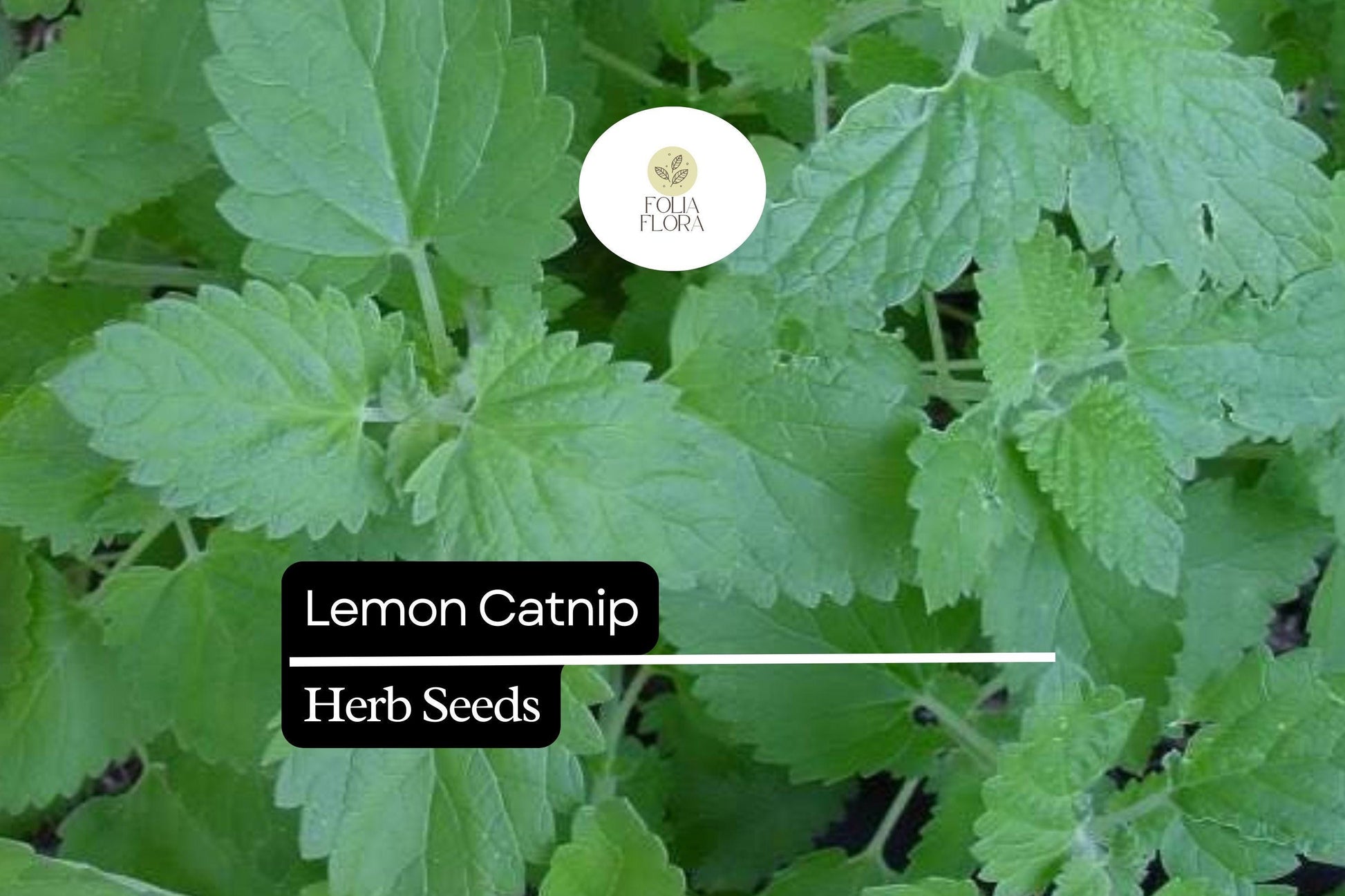 300 Seeds Lemon Catnip (Nepeta cataria var. citriodora) – Citrus-Scented Herb for Cats and Gardens