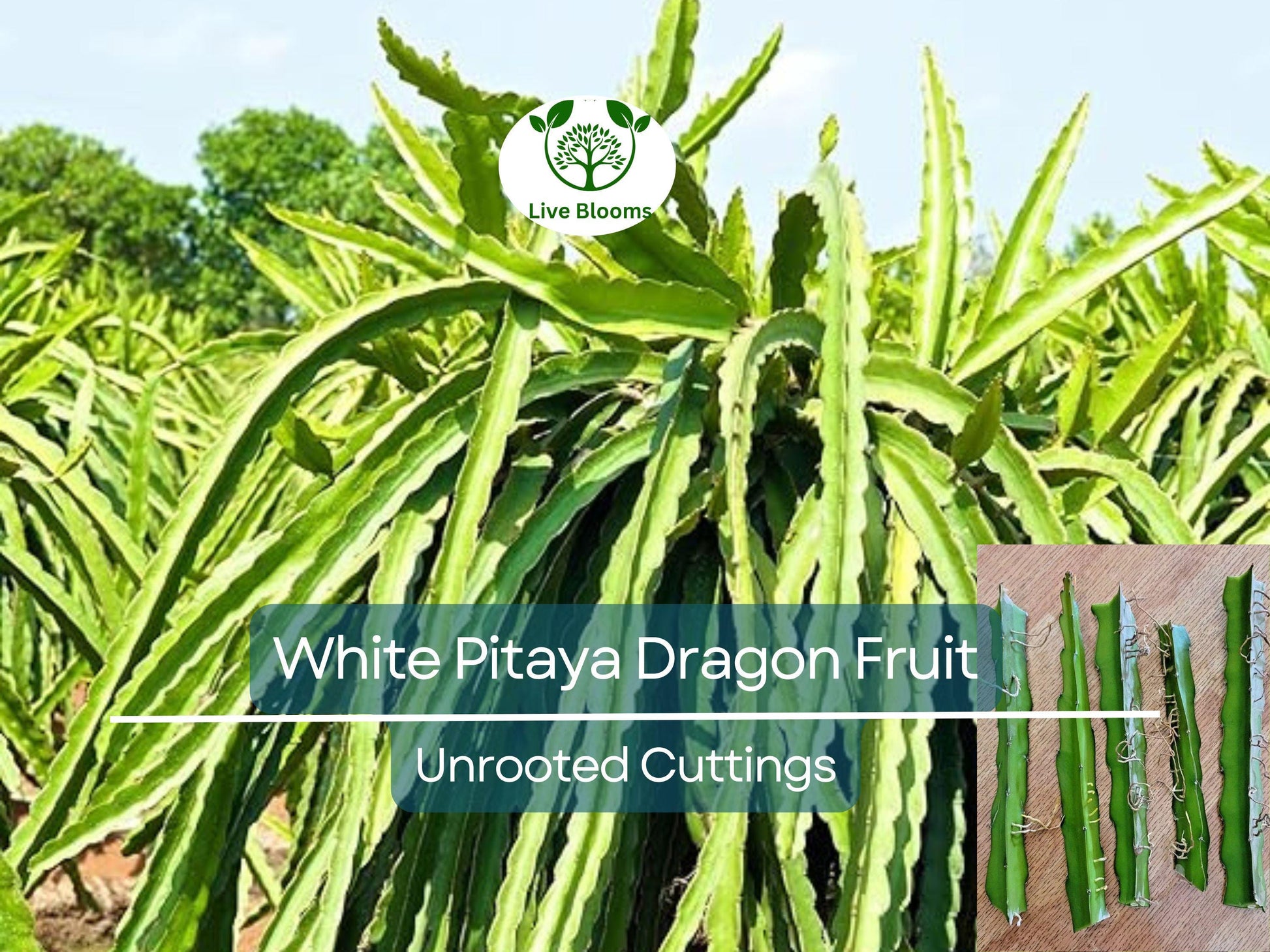 5pcs 10" Unrooted Dragonfruit Cuttings (Hylocereus), White Pitaya, Fresh Cuttings for Growing, Edible Fruit Cactus, Garden Planting