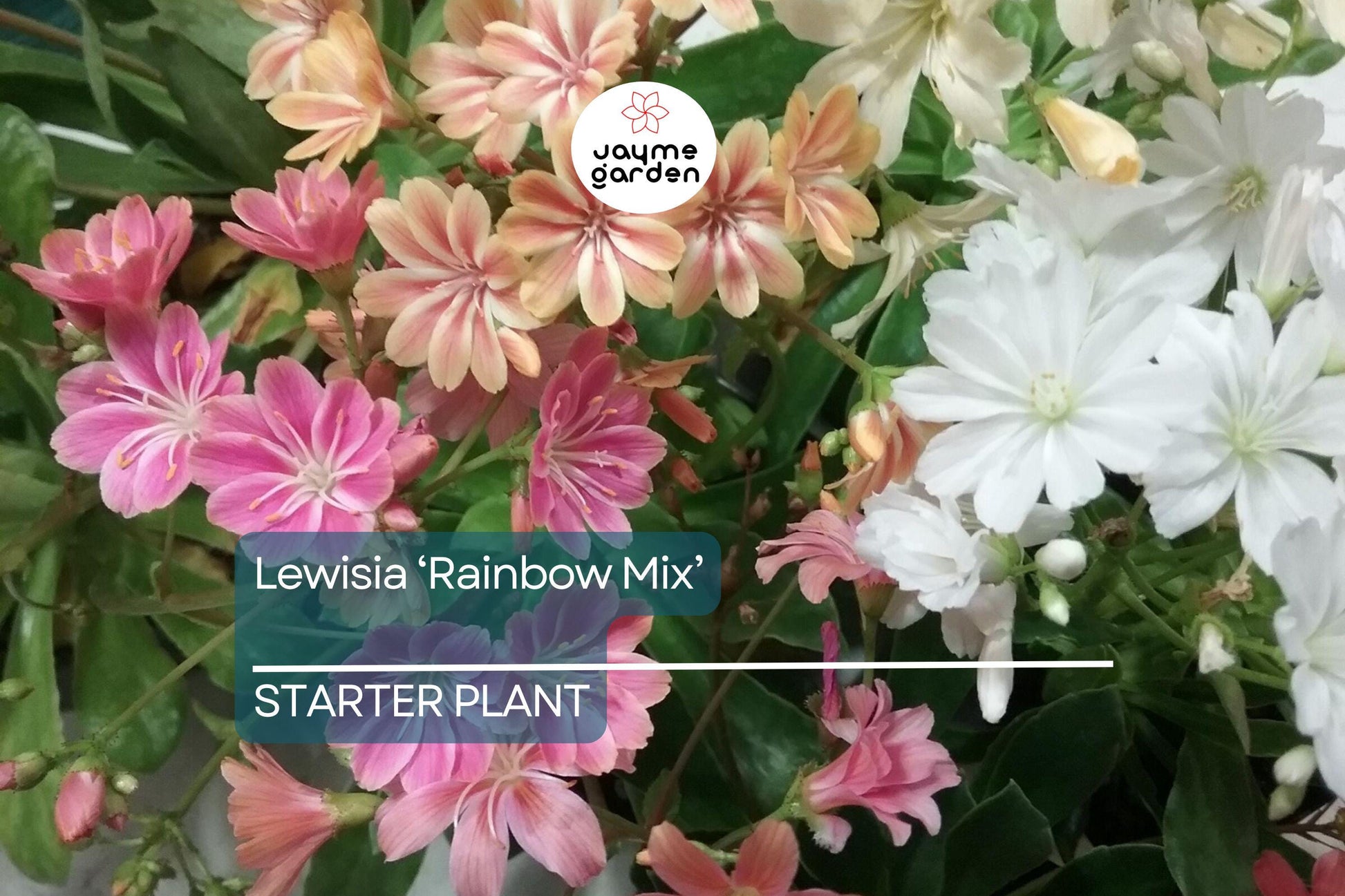 Lewisia 'Rainbow Mix' | Hardy Succulent Starter Plant | Drought-Tolerant Perennial for Rock Gardens & Pots | 