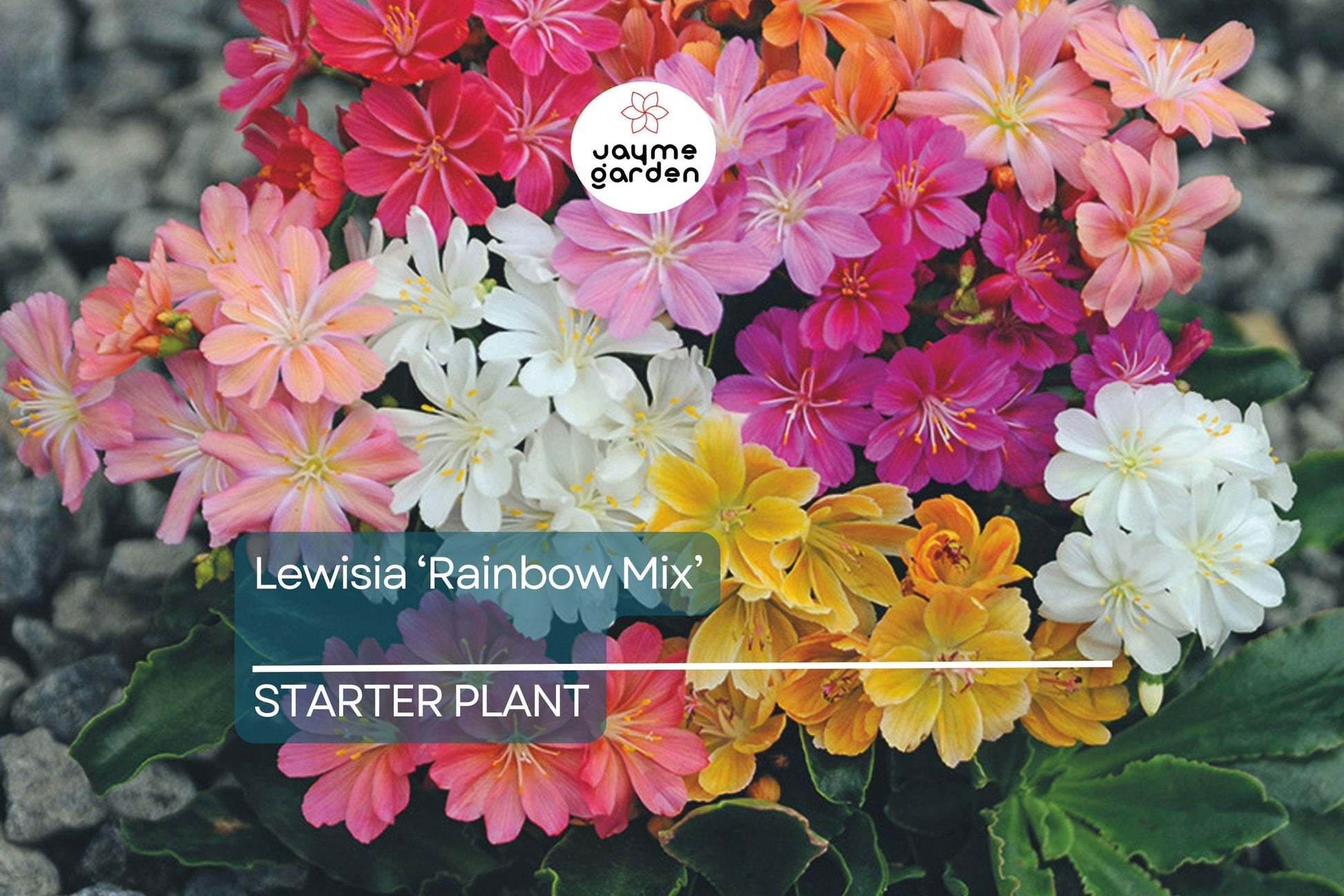 Lewisia 'Rainbow Mix' | Hardy Succulent Starter Plant | Drought-Tolerant Perennial for Rock Gardens & Pots | 
