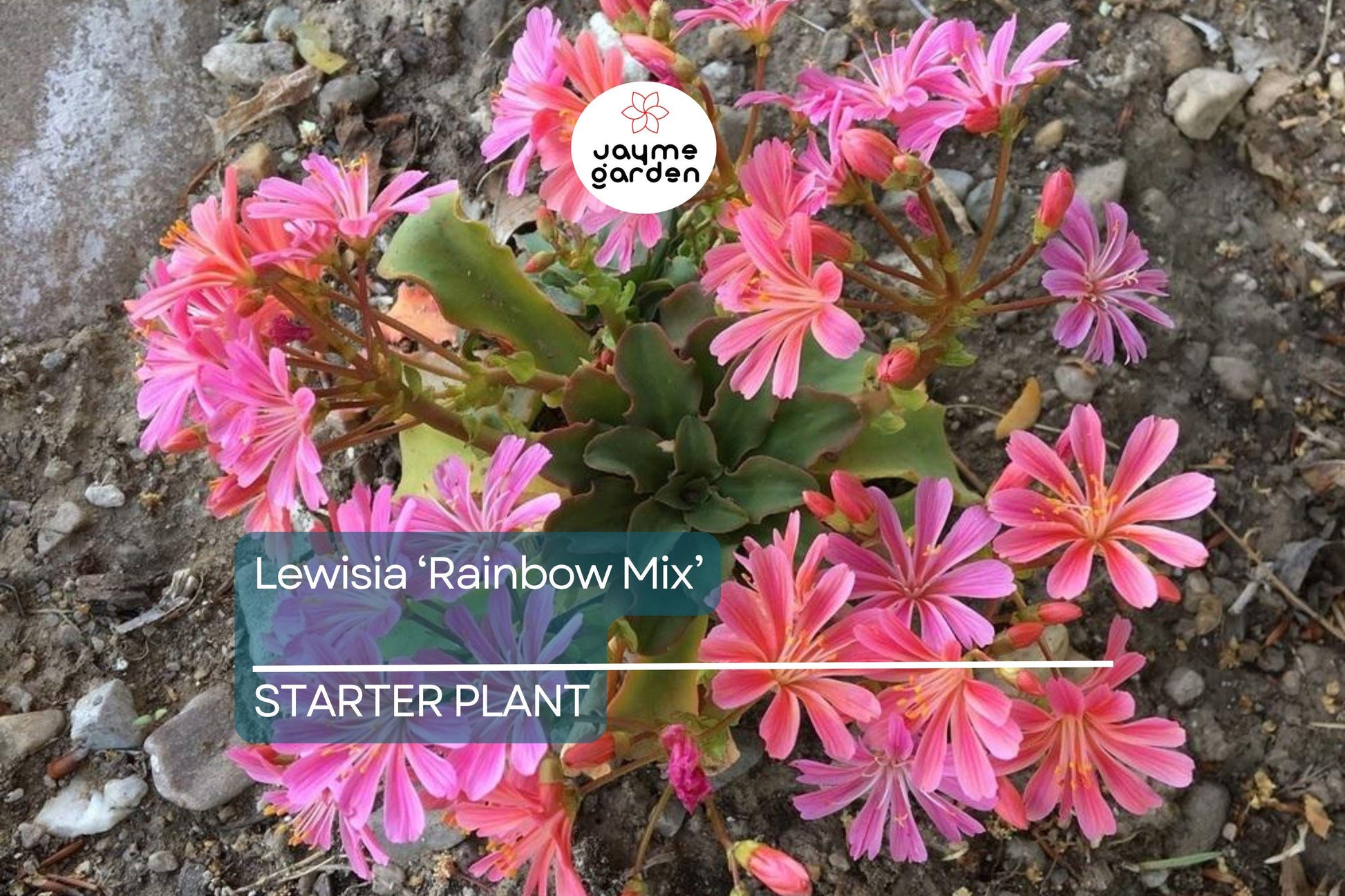 Lewisia 'Rainbow Mix' | Hardy Succulent Starter Plant | Drought-Tolerant Perennial for Rock Gardens & Pots | 