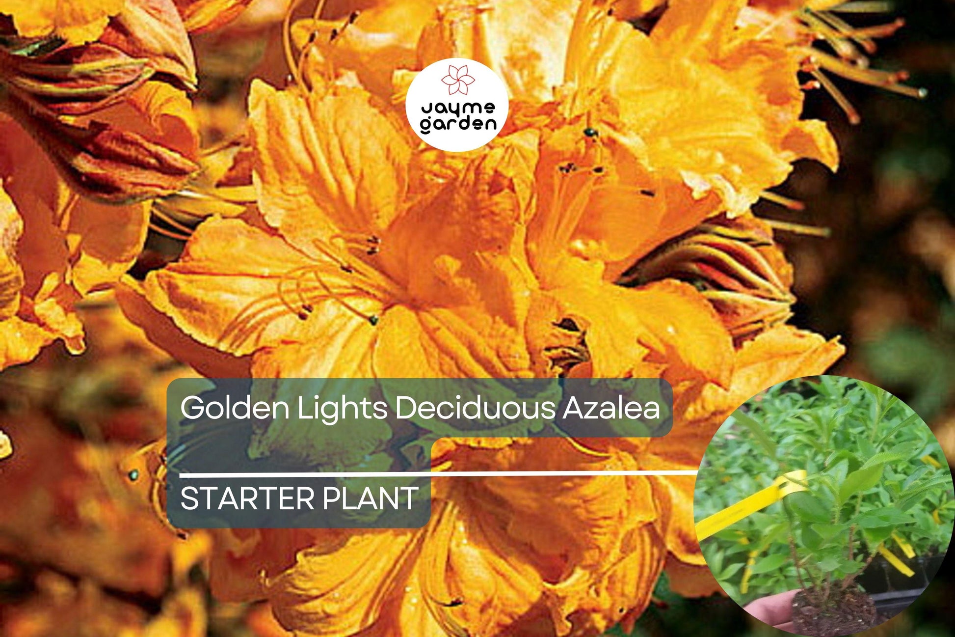 Golden Lights Deciduous Azalea | Hardy Yellow Rhododendron Starter Plant | Northern Lights Series