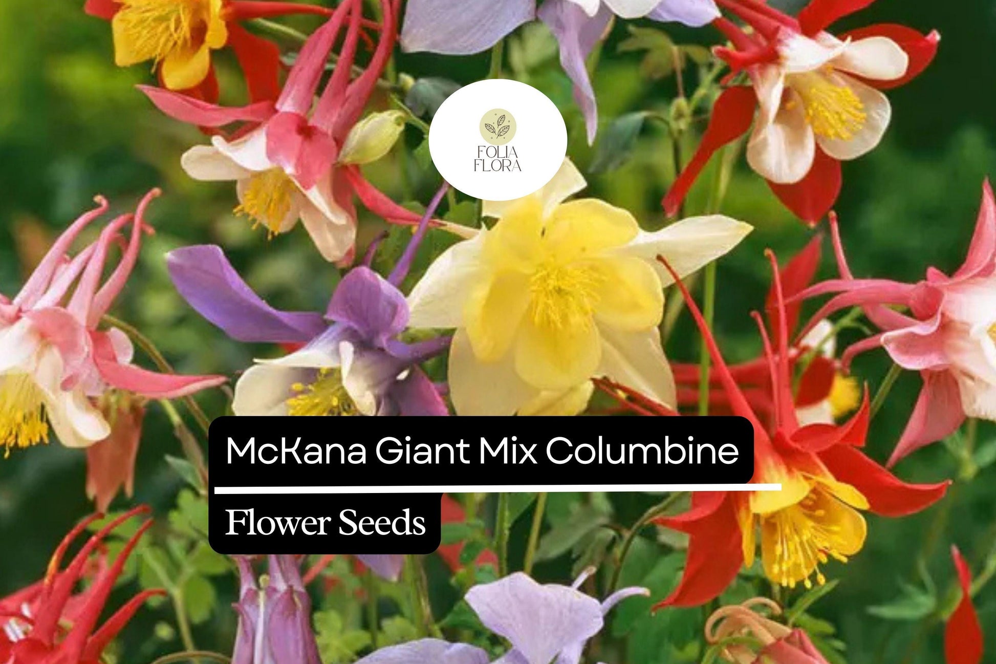 McKana Giant Mix Columbine (Aquilegia caerulea) | 100-2000 Seeds – Beautiful, Long-Lasting Blooms