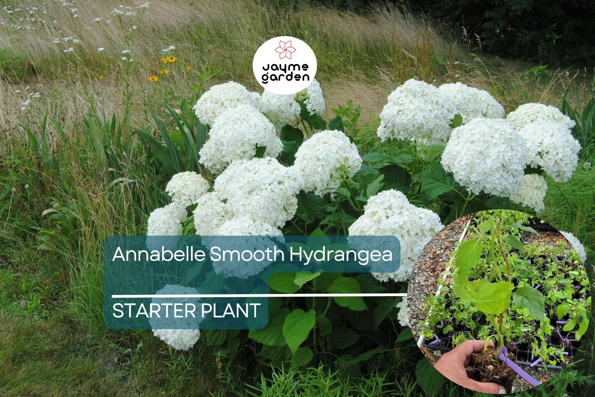 1 Annabelle Smooth Hydrangea | White Hydrangea Starter Plant | Hardy Flowering Shrub