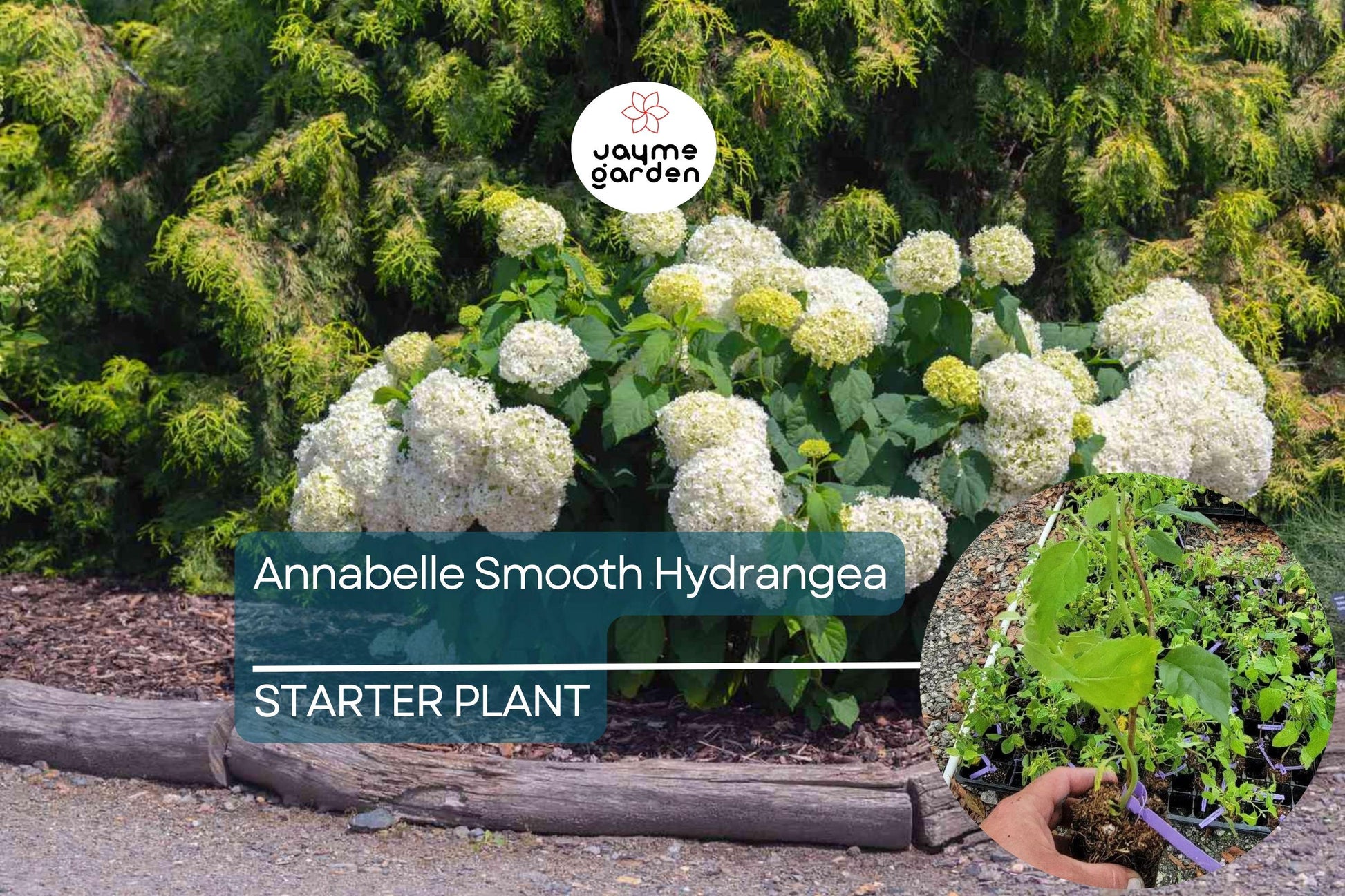 1 Annabelle Smooth Hydrangea | White Hydrangea Starter Plant | Hardy Flowering Shrub