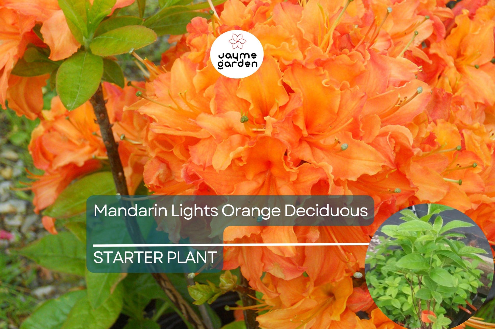 Mandarin Lights Deciduous Azalea | Northern Lights Hybrid | Starter Plant | Bright Orange Blooms