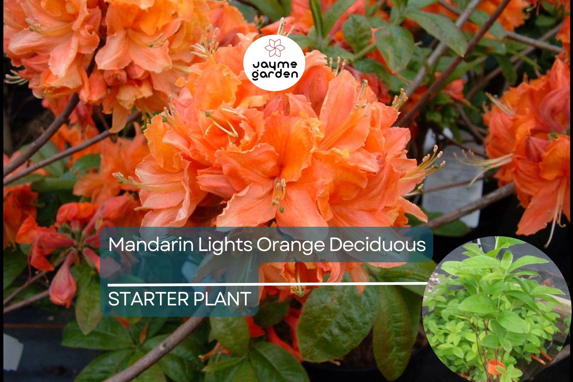 Mandarin Lights Deciduous Azalea | Northern Lights Hybrid | Starter Plant | Bright Orange Blooms