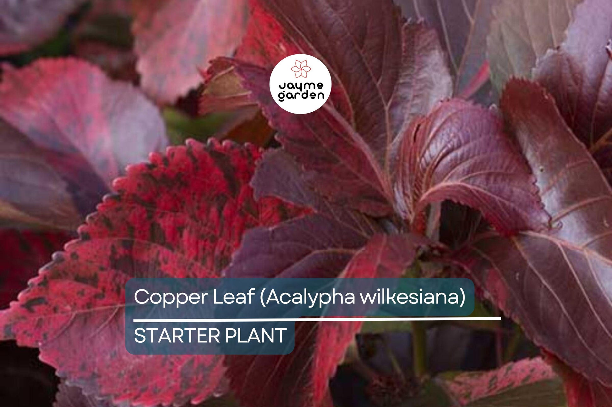 Copper Leaf Plant (Acalypha wilkesiana) 12-24″ | Vibrant Ornamental Shrub Easy Care & Fast Growing