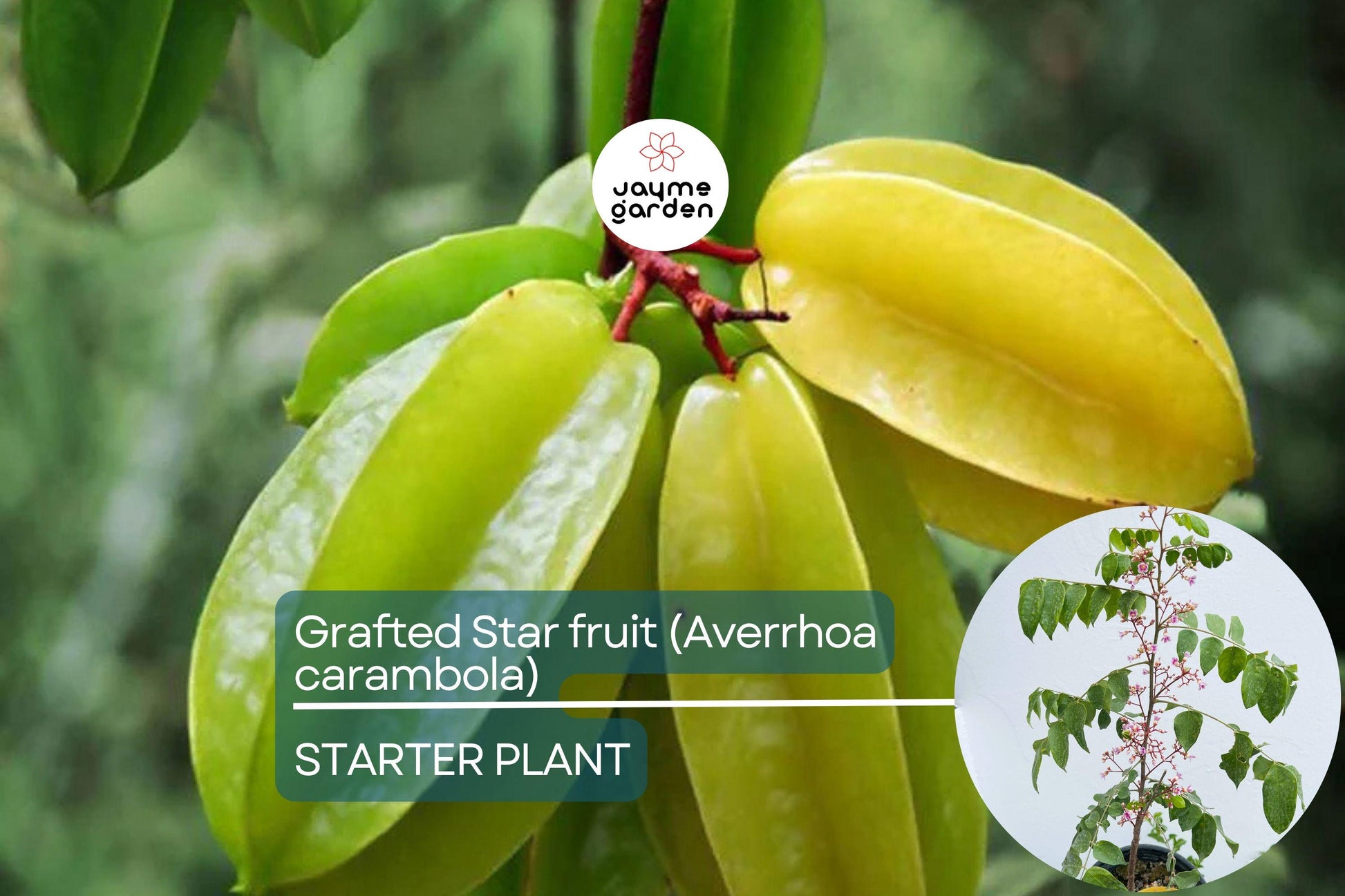 Grafted Star Fruit Tree Live Fruit Tree 24"-36" | Tropical Averrhoa carambola | Star-Shaped Fruit, Fast Growing, Easy Care