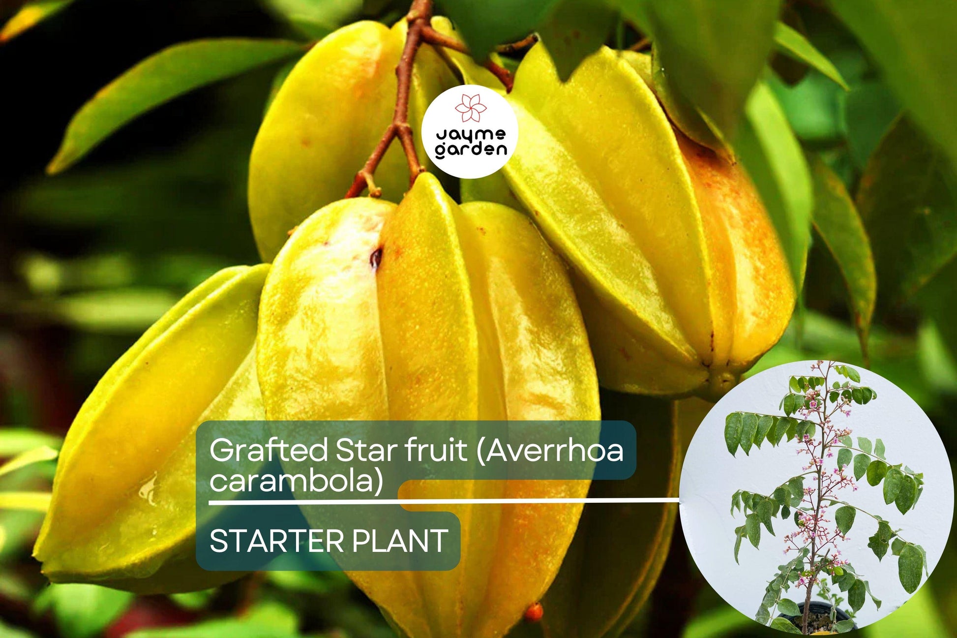 Grafted Star Fruit Tree Live Fruit Tree 24"-36" | Tropical Averrhoa carambola | Star-Shaped Fruit, Fast Growing, Easy Care