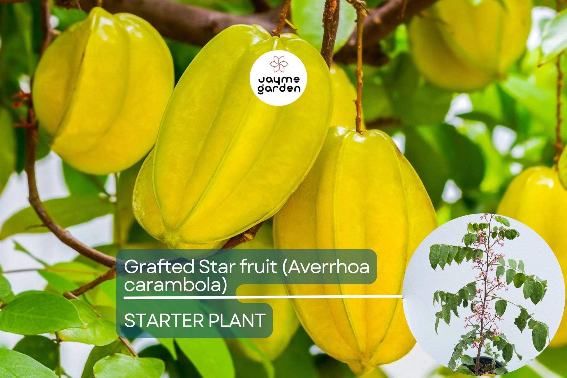 Grafted Star Fruit Tree Live Fruit Tree 24"-36" | Tropical Averrhoa carambola | Star-Shaped Fruit, Fast Growing, Easy Care