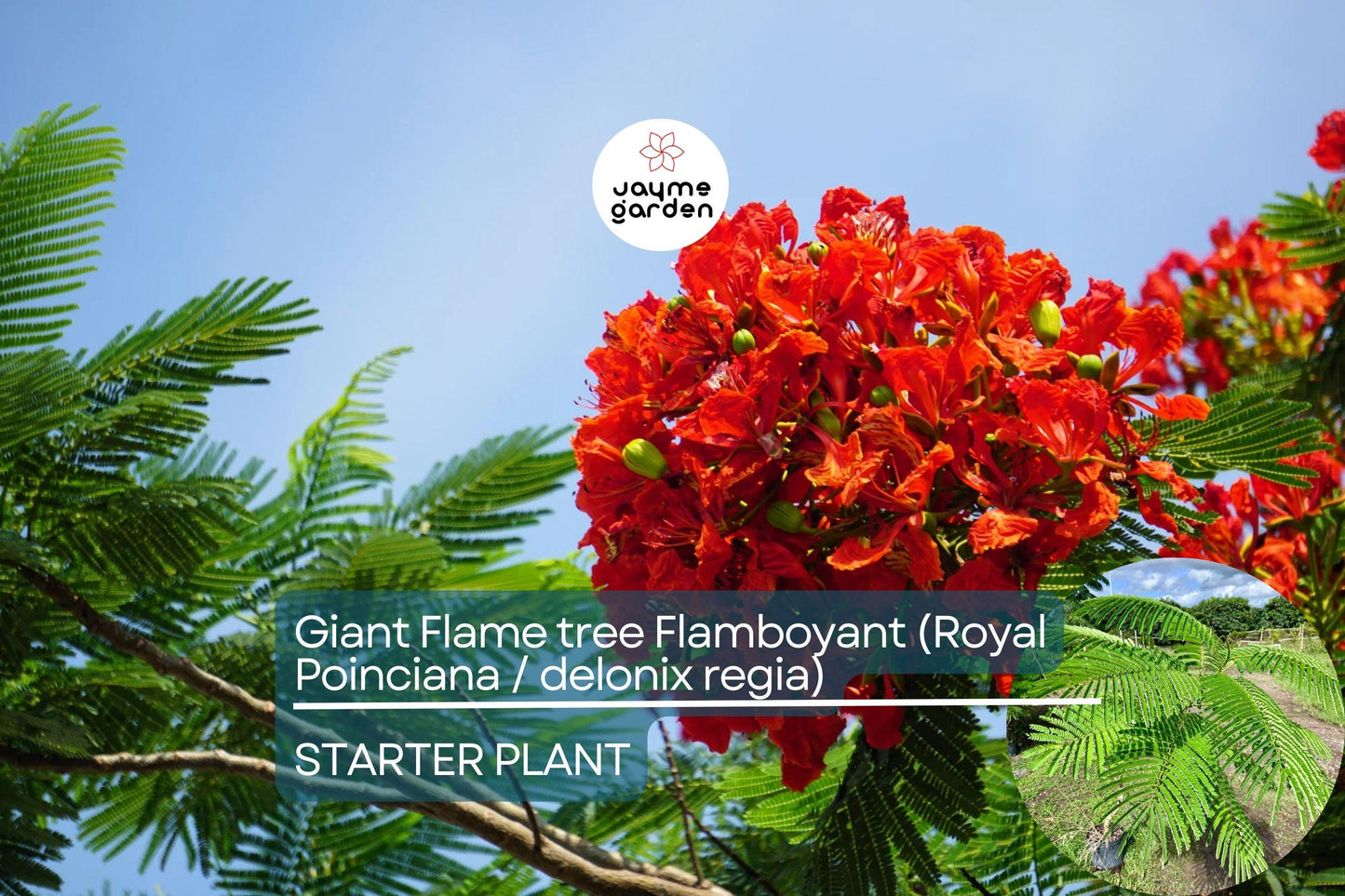 Giant Flame Tree Royal Poinciana 5 ft | Tropical Beauty | Exotic Delonix Regia | Stunning Red Flowers | Ornamental Shade Tree