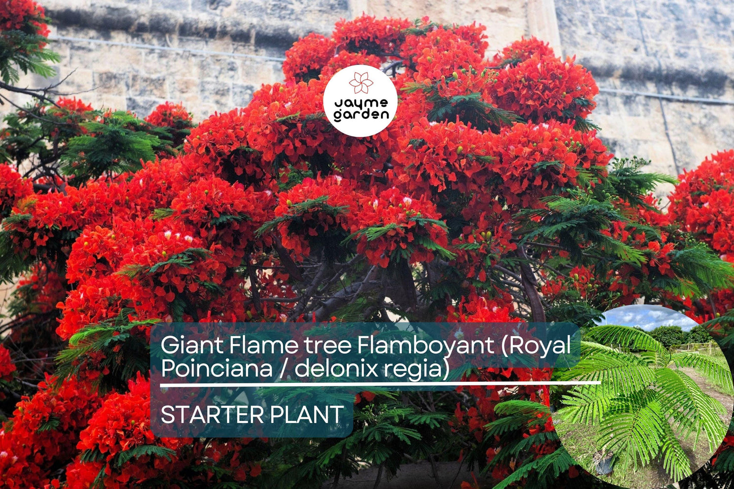 Giant Flame Tree Royal Poinciana 5 ft | Tropical Beauty | Exotic Delonix Regia | Stunning Red Flowers | Ornamental Shade Tree