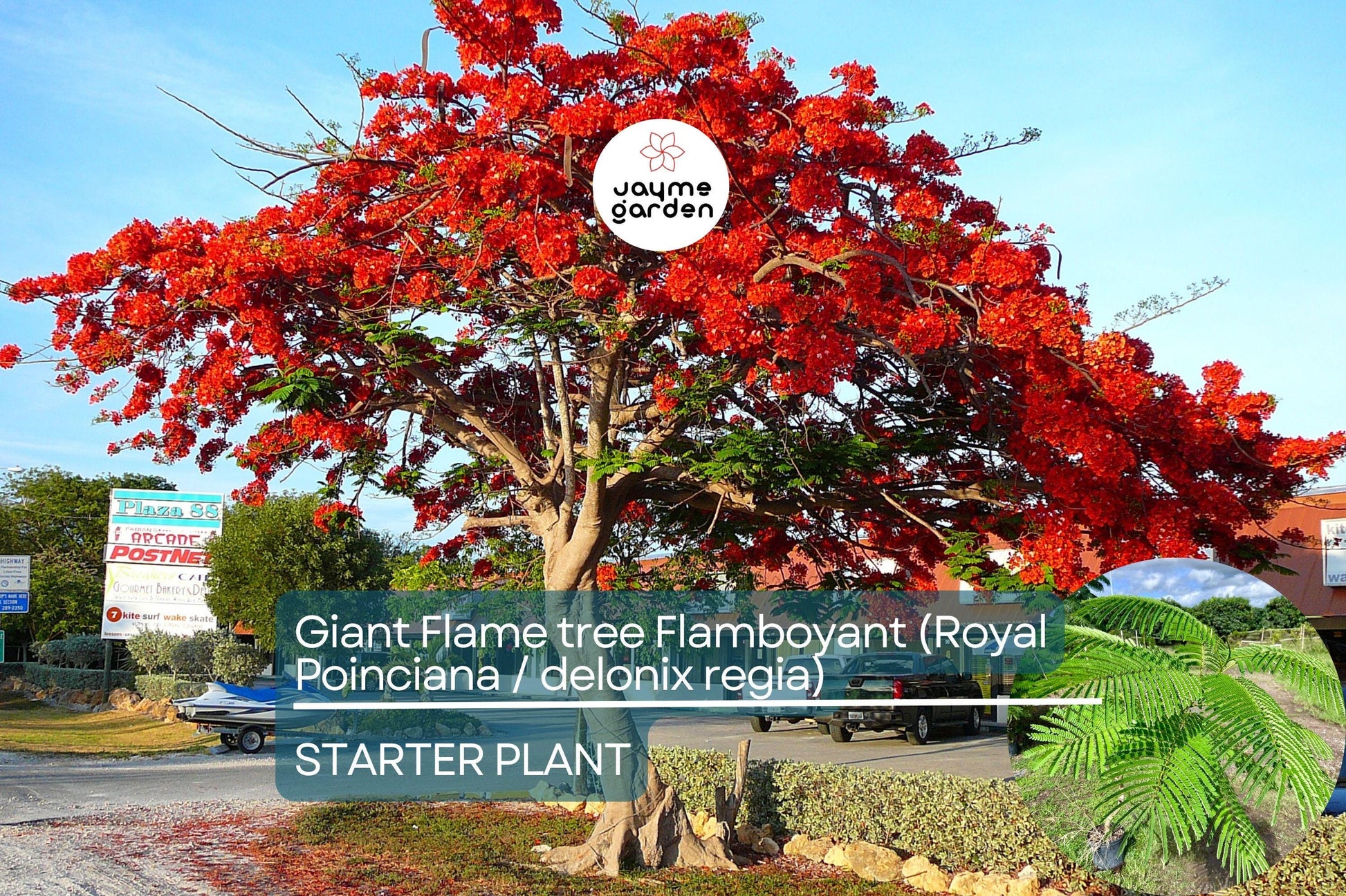 Giant Flame Tree Royal Poinciana 5 ft | Tropical Beauty | Exotic Delonix Regia | Stunning Red Flowers | Ornamental Shade Tree