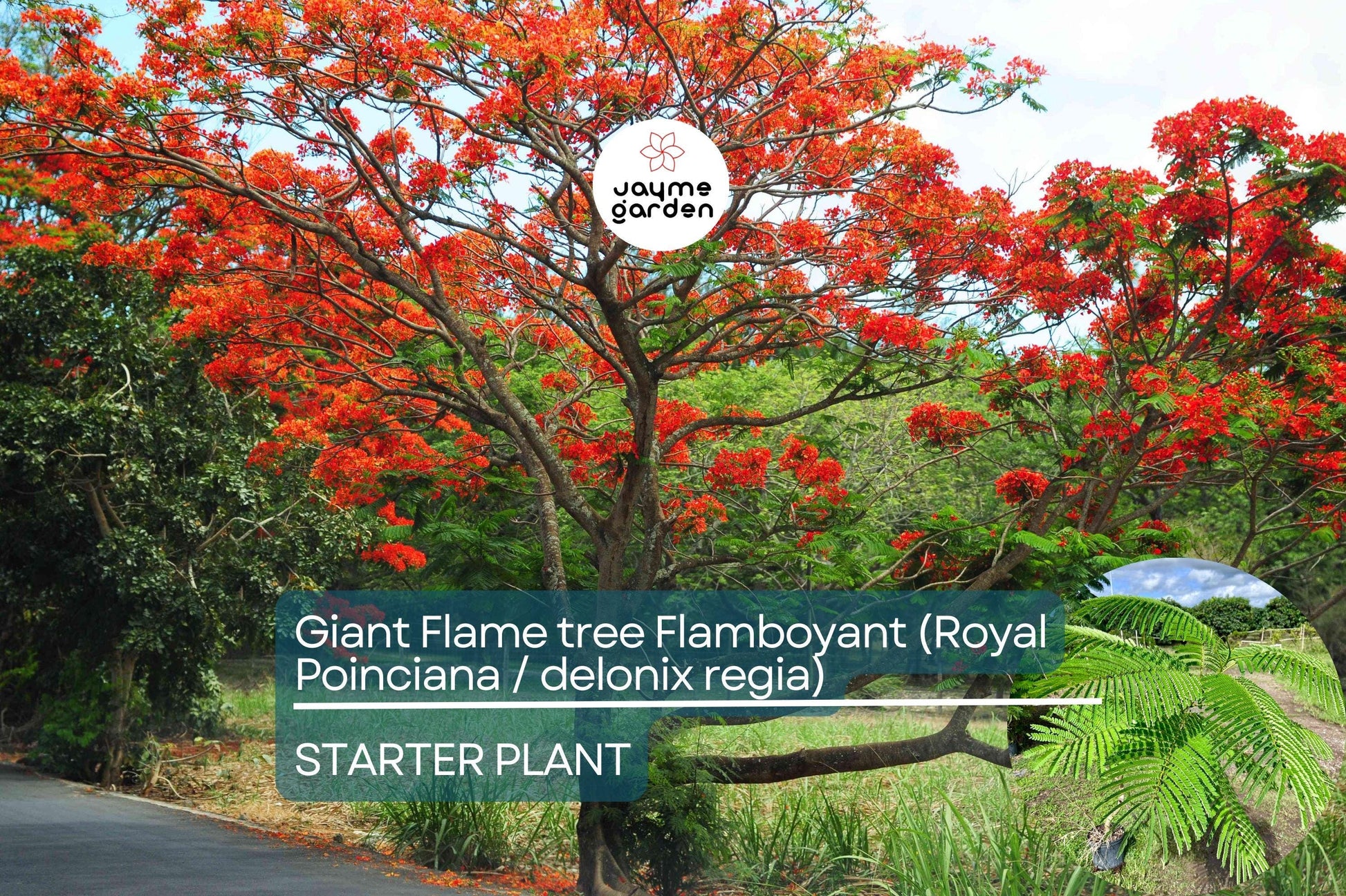 Giant Flame Tree Royal Poinciana 5 ft | Tropical Beauty | Exotic Delonix Regia | Stunning Red Flowers | Ornamental Shade Tree