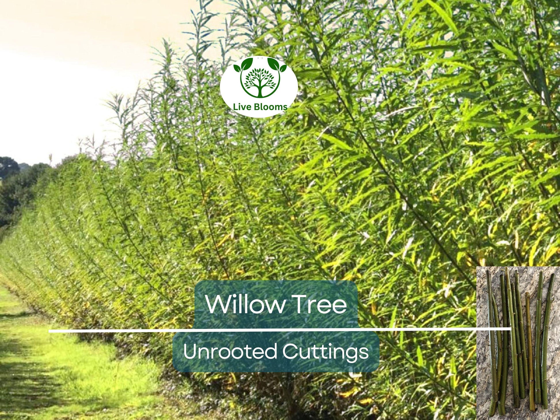 100 Austree Hybrid Willow Tree 8” Unrooted Cuttings – Fast Growing, Easy to Root, Ideal for Privacy Hedges, Salix matsudana x alba