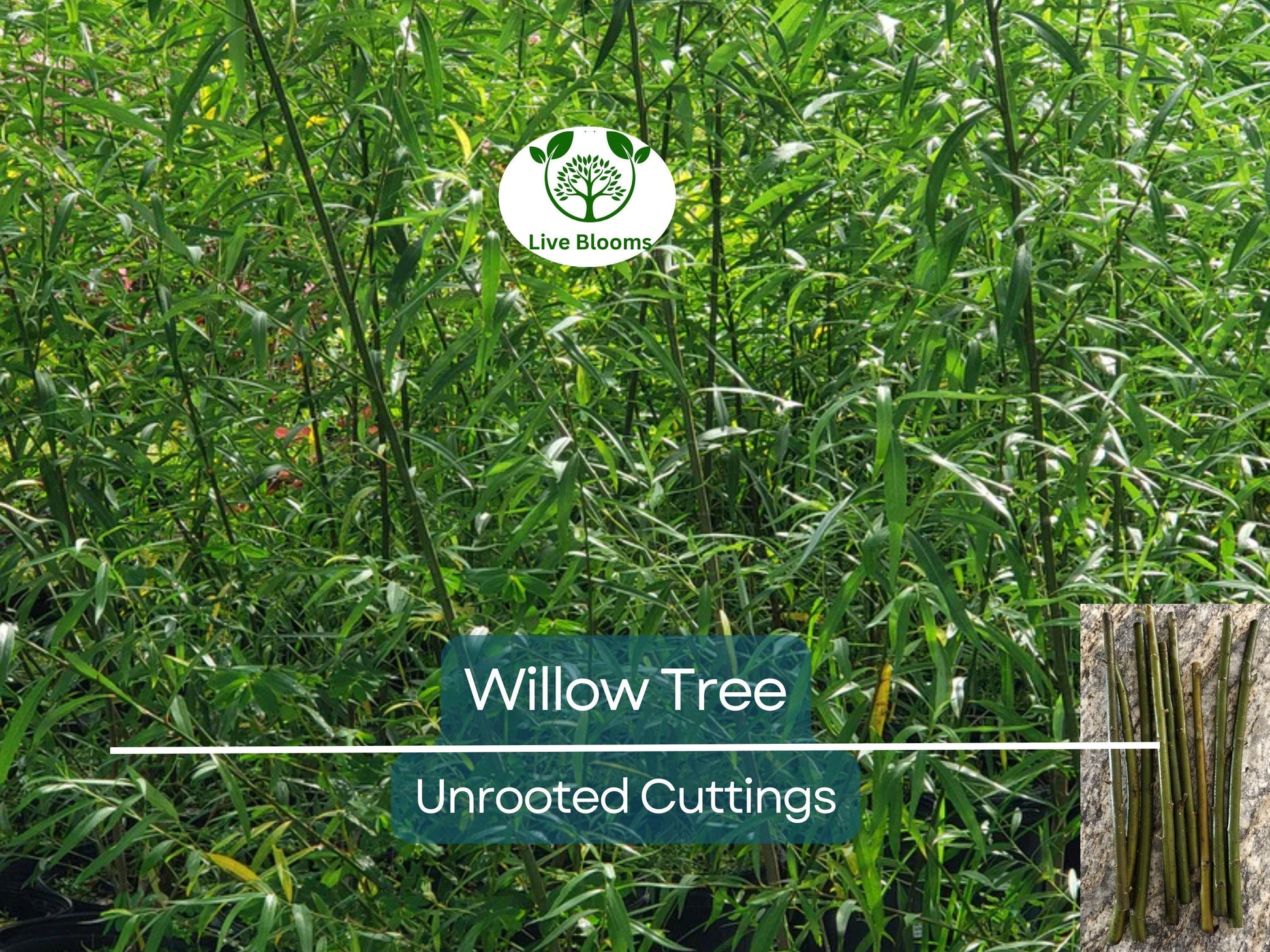 100 Austree Hybrid Willow Tree 8” Unrooted Cuttings – Fast Growing, Easy to Root, Ideal for Privacy Hedges, Salix matsudana x alba