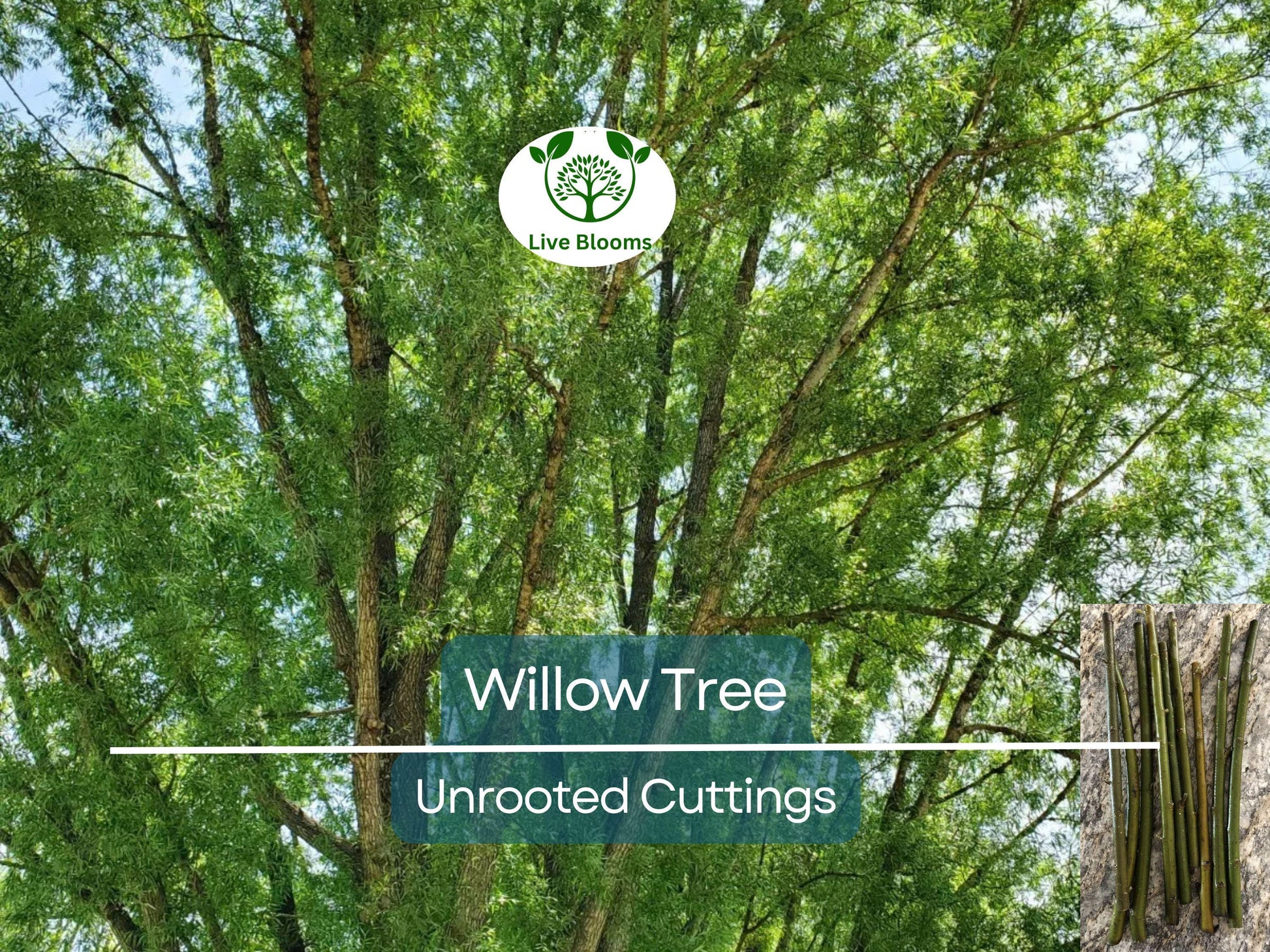 100 Austree Hybrid Willow Tree 8” Unrooted Cuttings – Fast Growing, Easy to Root, Ideal for Privacy Hedges, Salix matsudana x alba