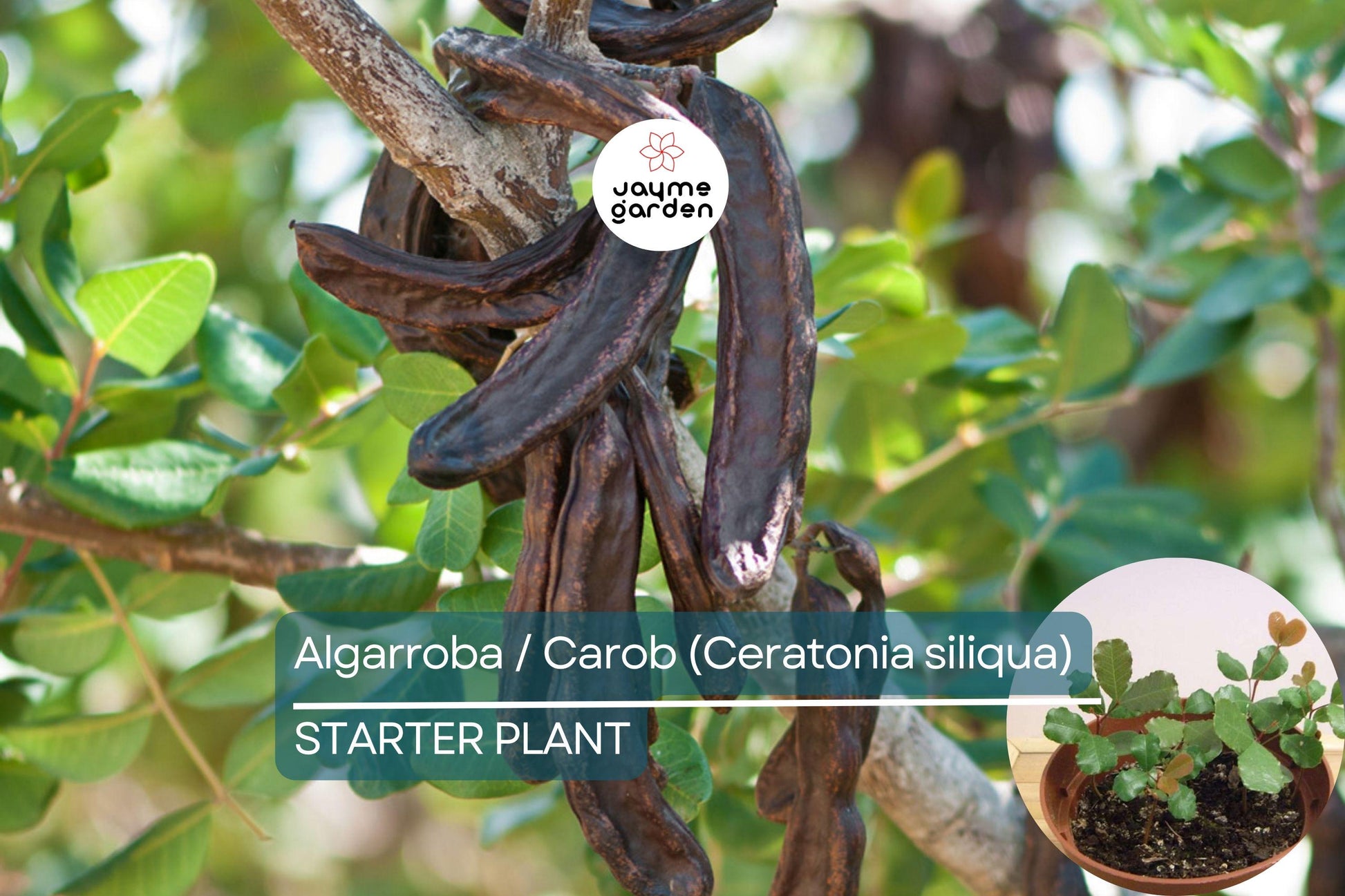 Carob Tree Starter Plant - Algarroba (Ceratonia siliqua) 12”-24” | Nutrient-Rich, Easy-Care Tree for Garden