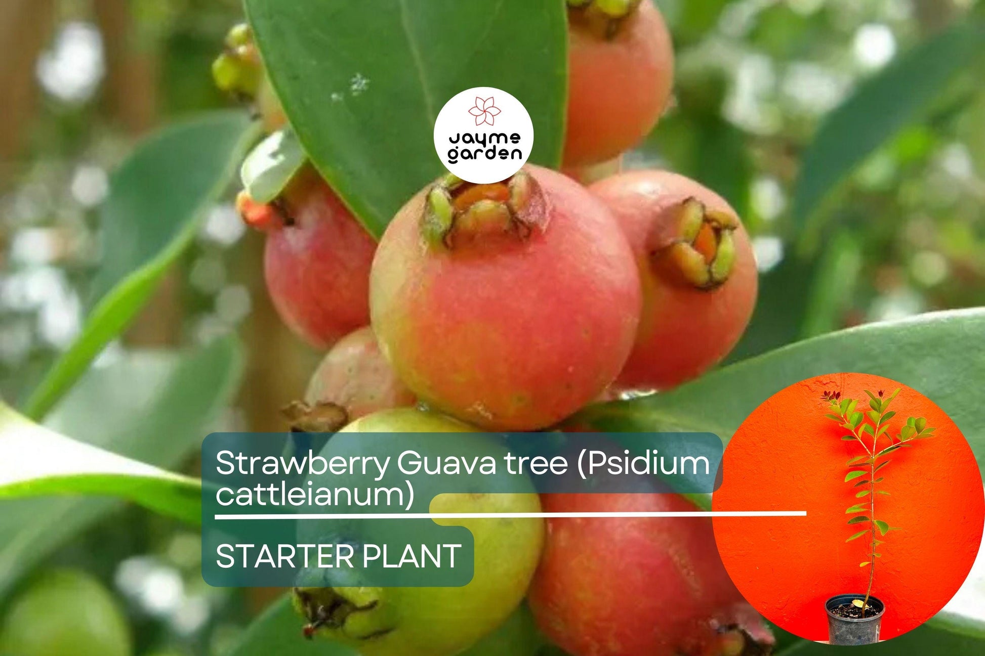 Strawberry Guava Tree 1′-2′ (Psidium cattleianum) - Live Tropical Fruit Tree | Sweet Aromatic Guava for Gardens and Containers