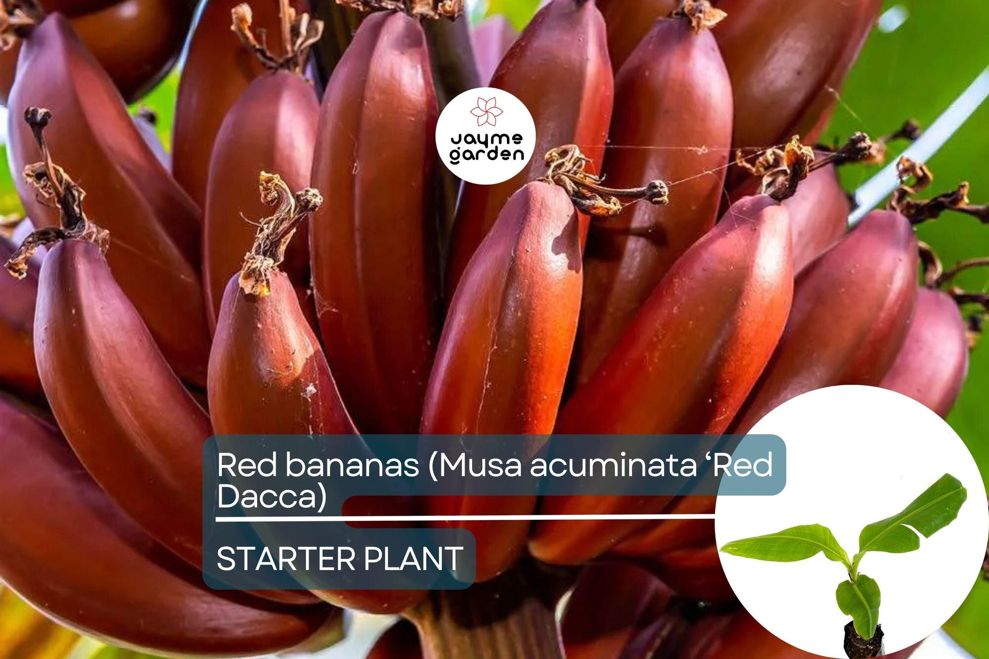 Red Banana Tree (Musa acuminata ‘Red Dacca’) Live Fruit Plant 10”-20” Tall | Exotic Sweet Tropical Bananas