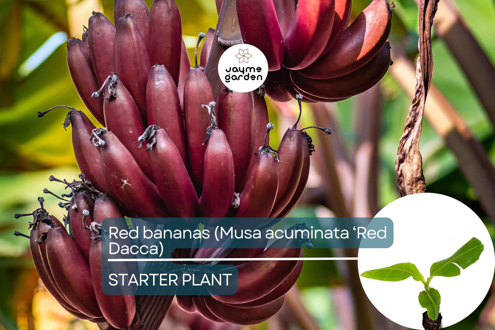 Red Banana Tree (Musa acuminata ‘Red Dacca’) Live Fruit Plant 10”-20” Tall | Exotic Sweet Tropical Bananas