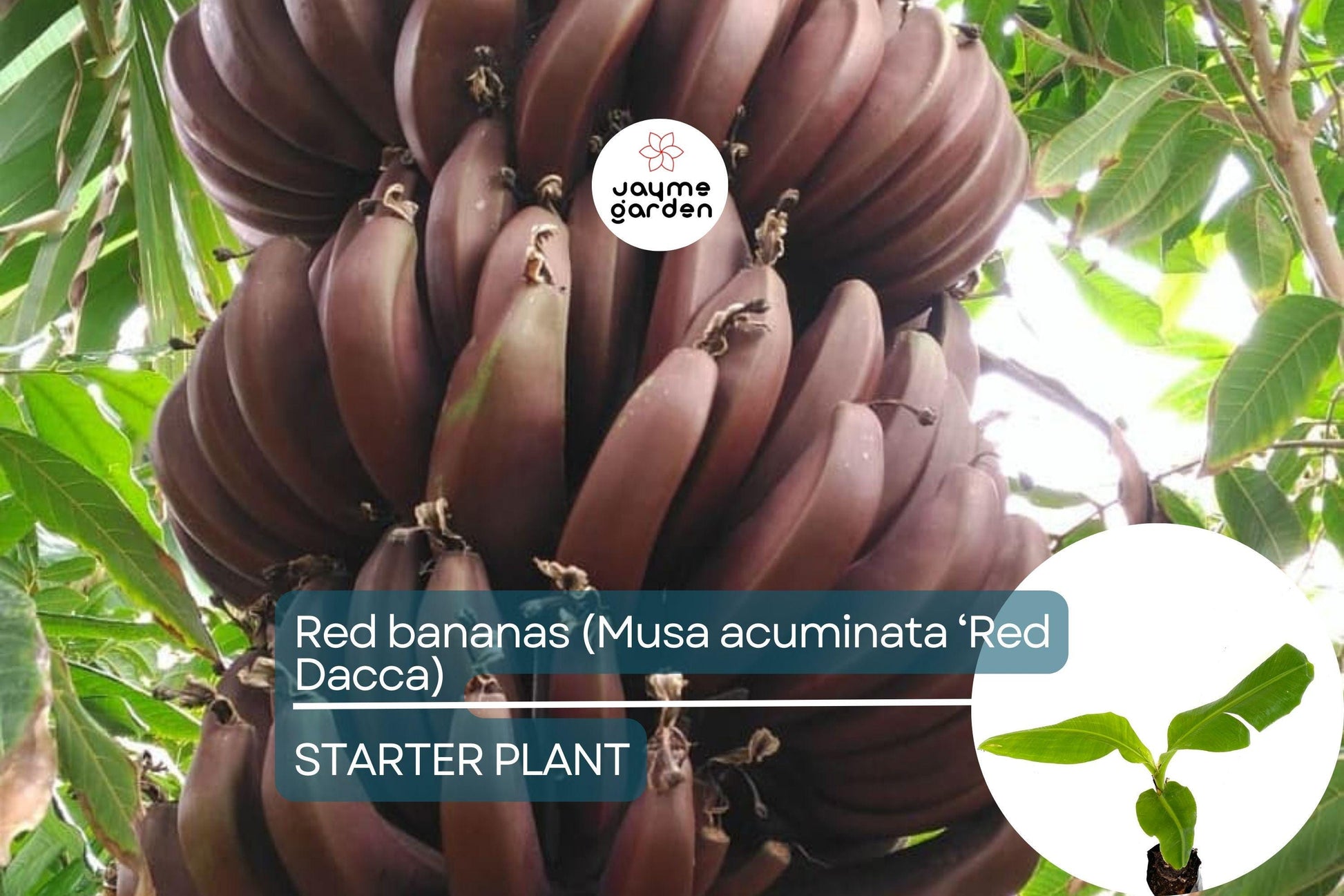 Red Banana Tree (Musa acuminata ‘Red Dacca’) Live Fruit Plant 10”-20” Tall | Exotic Sweet Tropical Bananas