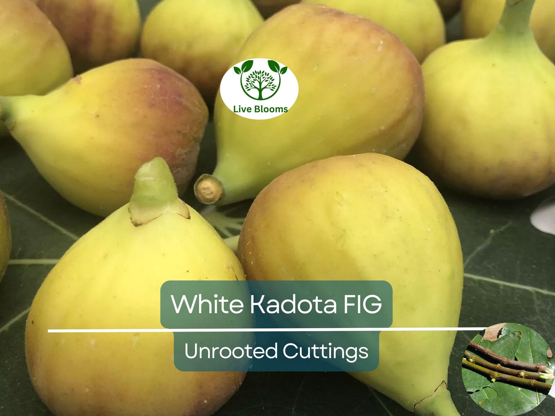 3 White Kadota Fig Cuttings 6" Unrooted – Ficus carica, Sweet Fig Tree, Grafting, Fruit Tree, Rare, Fig Tree Cutting for Propagation