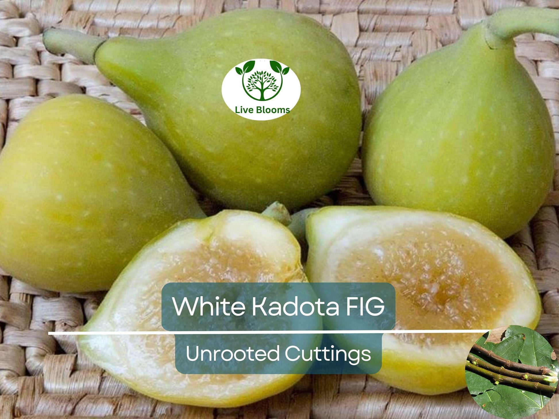 3 White Kadota Fig Cuttings 6" Unrooted – Ficus carica, Sweet Fig Tree, Grafting, Fruit Tree, Rare, Fig Tree Cutting for Propagation