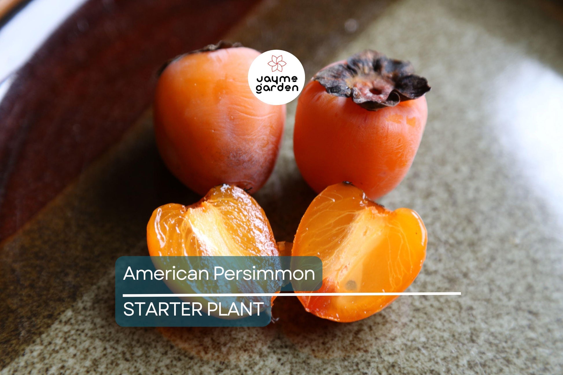 18"-24" American Persimmon Tree - Live Bare Root Plant - Diospyros Virginiana - Hardy Zones 3-8 - Delicious Deciduous Fruit Tree