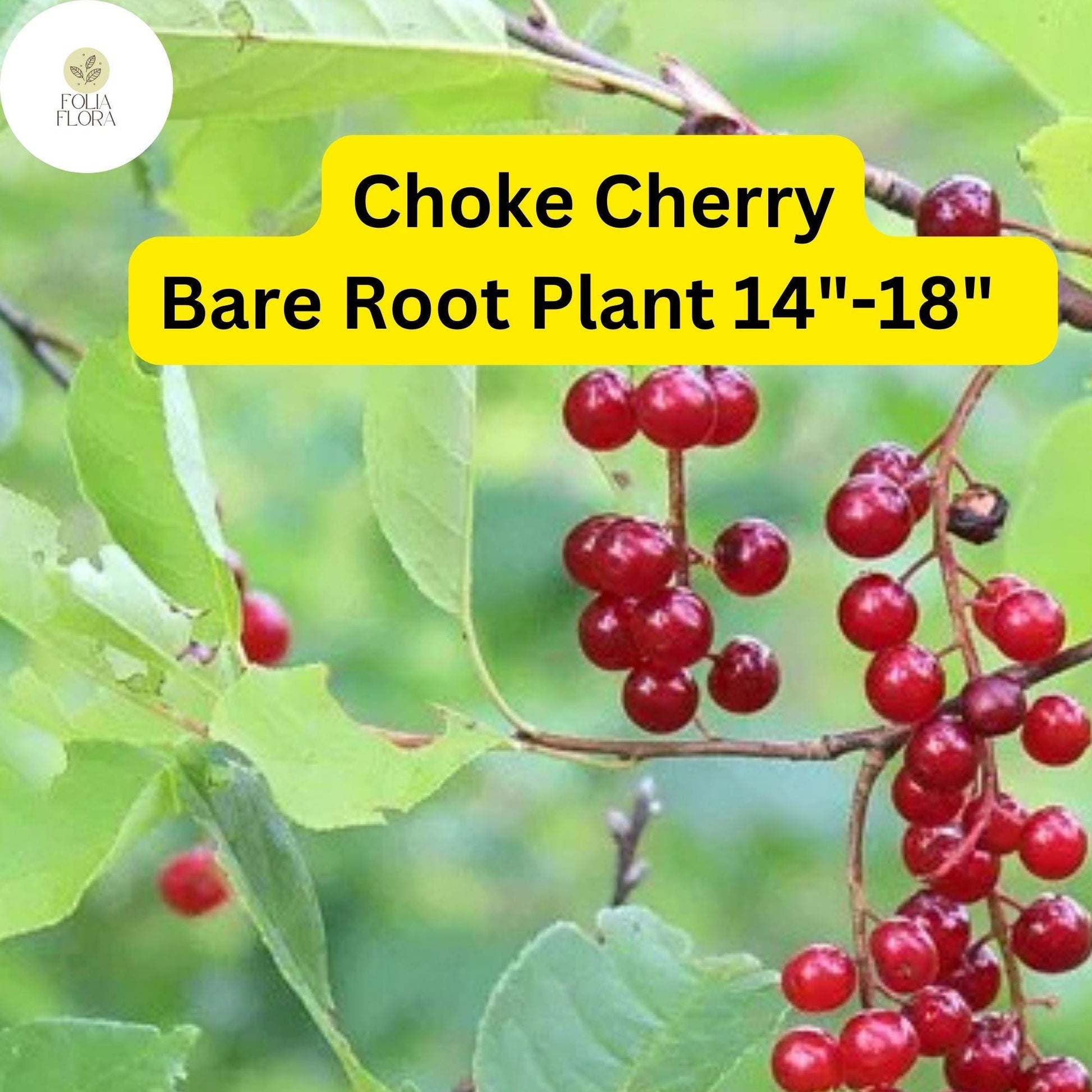 Choke Cherry Tree - Prunus virginiana - Live Bare Root Plant for Gardens 14"-18"