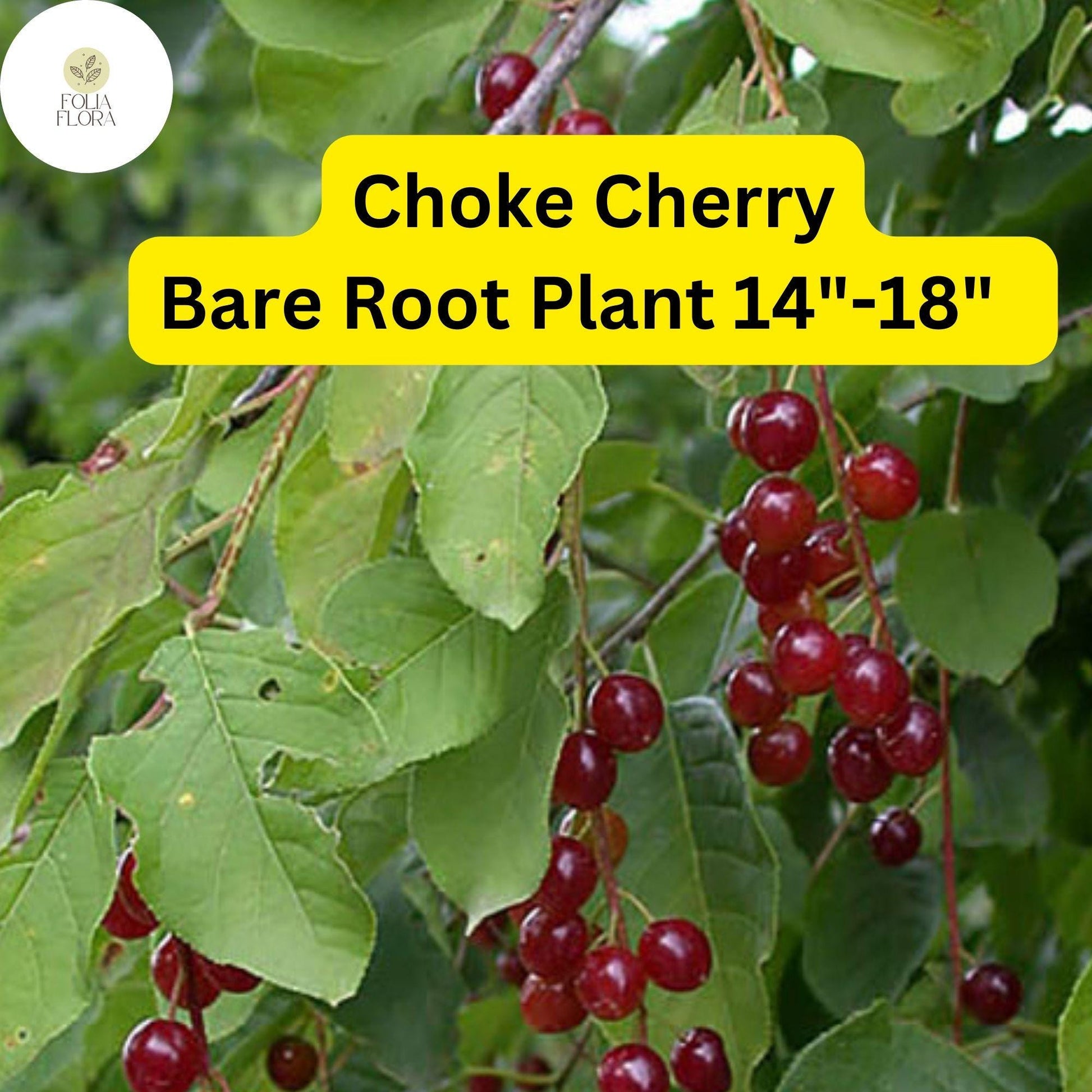 Choke Cherry Tree - Prunus virginiana - Live Bare Root Plant for Gardens 14"-18"