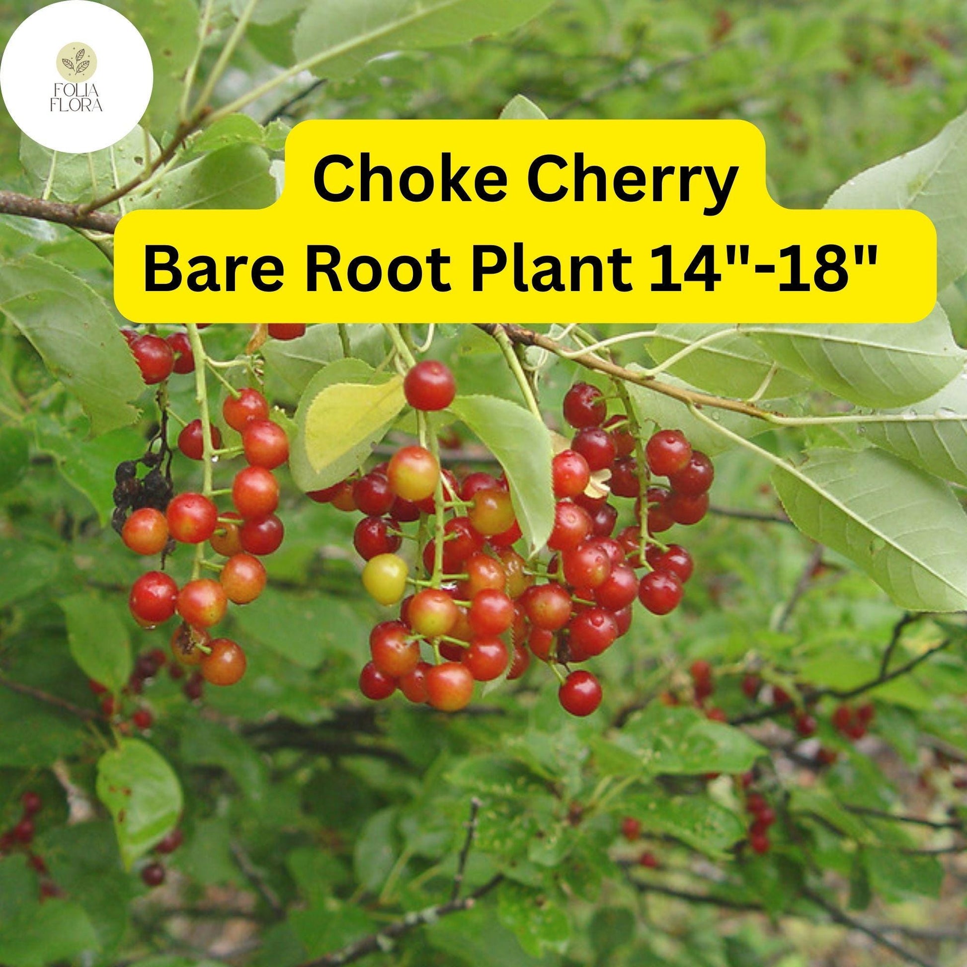 Choke Cherry Tree - Prunus virginiana - Live Bare Root Plant for Gardens 14"-18"