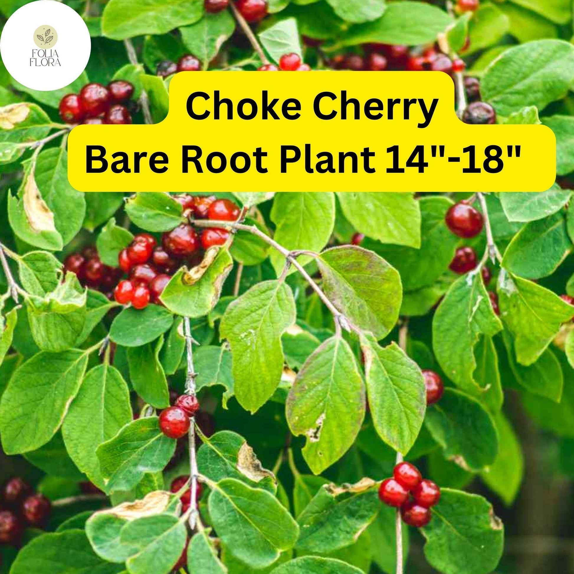 Choke Cherry Tree - Prunus virginiana - Live Bare Root Plant for Gardens 14"-18"