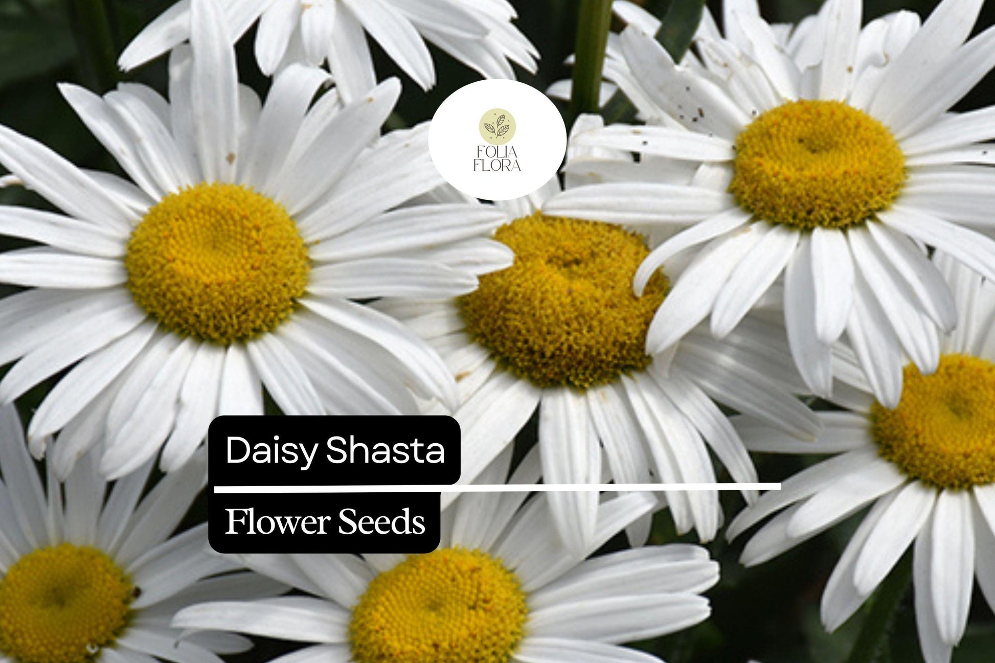 100mg Shasta Daisy Seeds, Leucanthemum × superbum, Hardy Perennial with Classic White Blooms