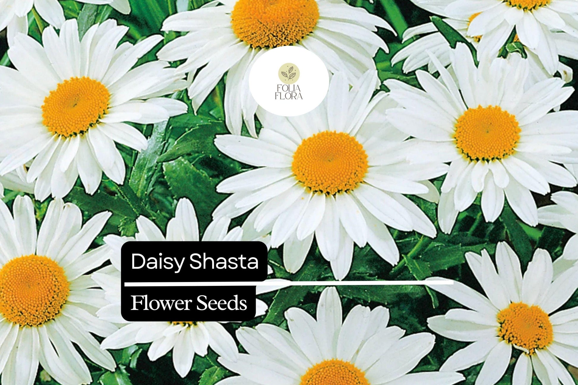 100mg Shasta Daisy Seeds, Leucanthemum × superbum, Hardy Perennial with Classic White Blooms