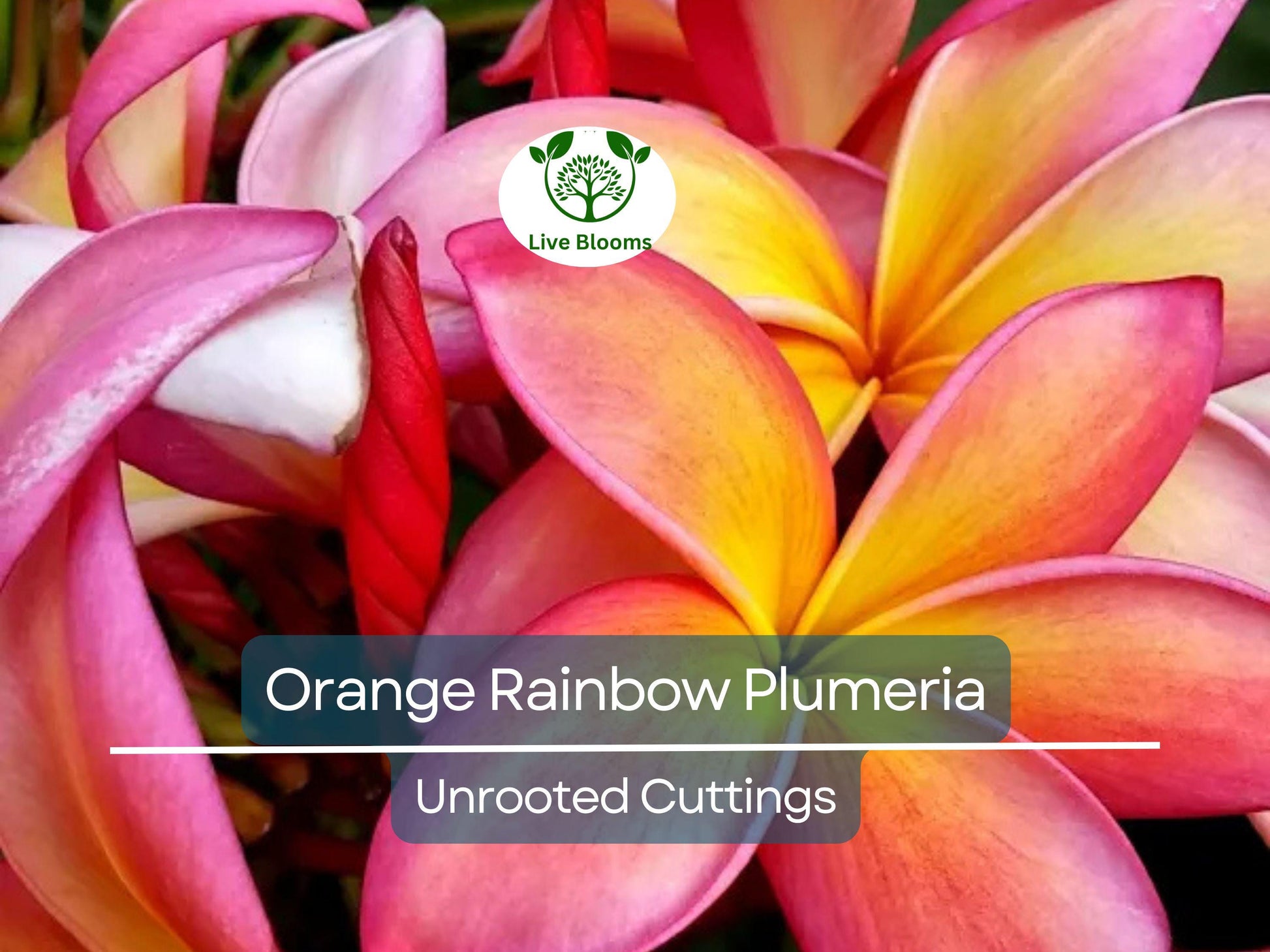 1 Orange Rainbow Plumeria 8-12" Unrooted Cutting | Frangipani Flower, Tropical Plant for Garden & Home