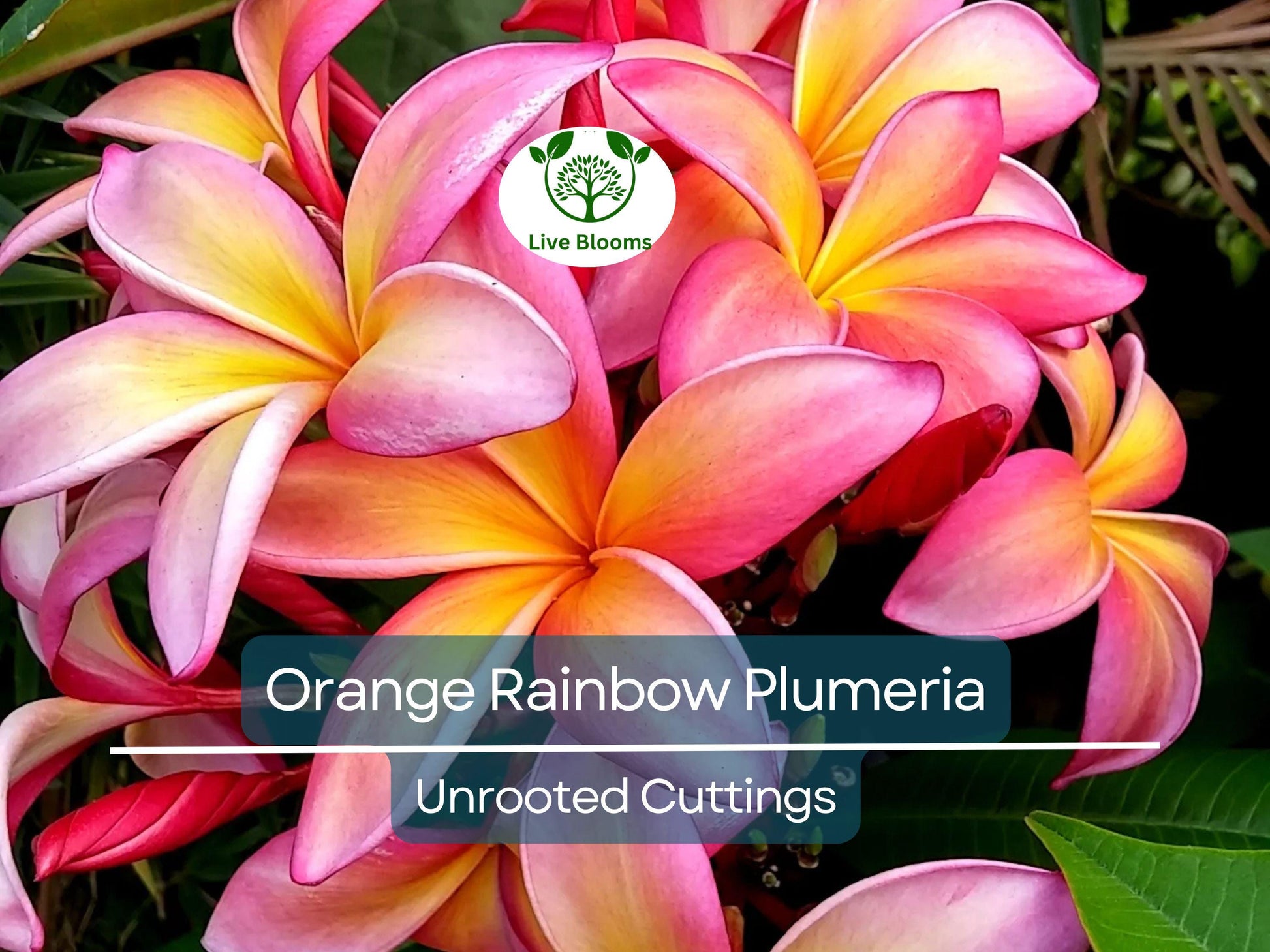 1 Orange Rainbow Plumeria 8-12" Unrooted Cutting | Frangipani Flower, Tropical Plant for Garden & Home