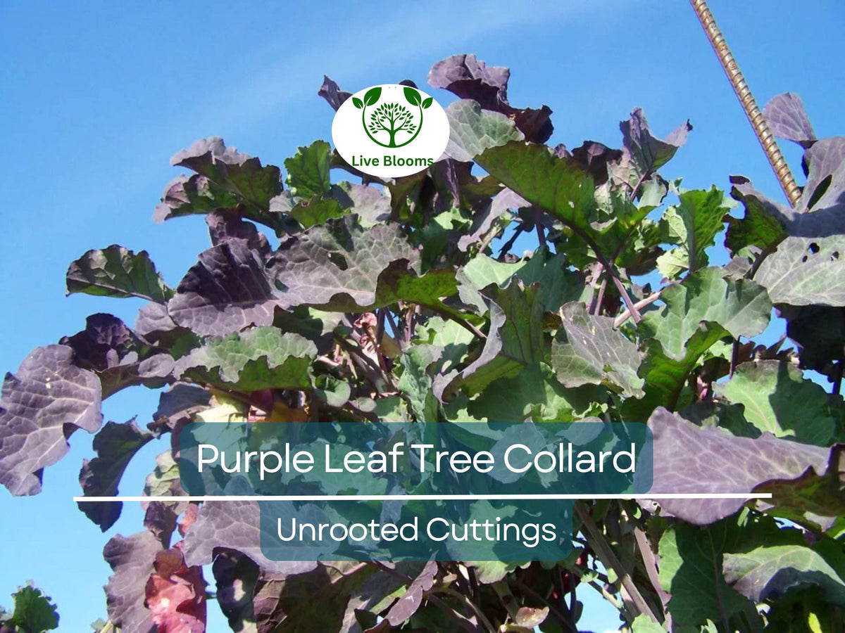 1 Purple Leaf Tree Collard Unrooted Cutting 6-8