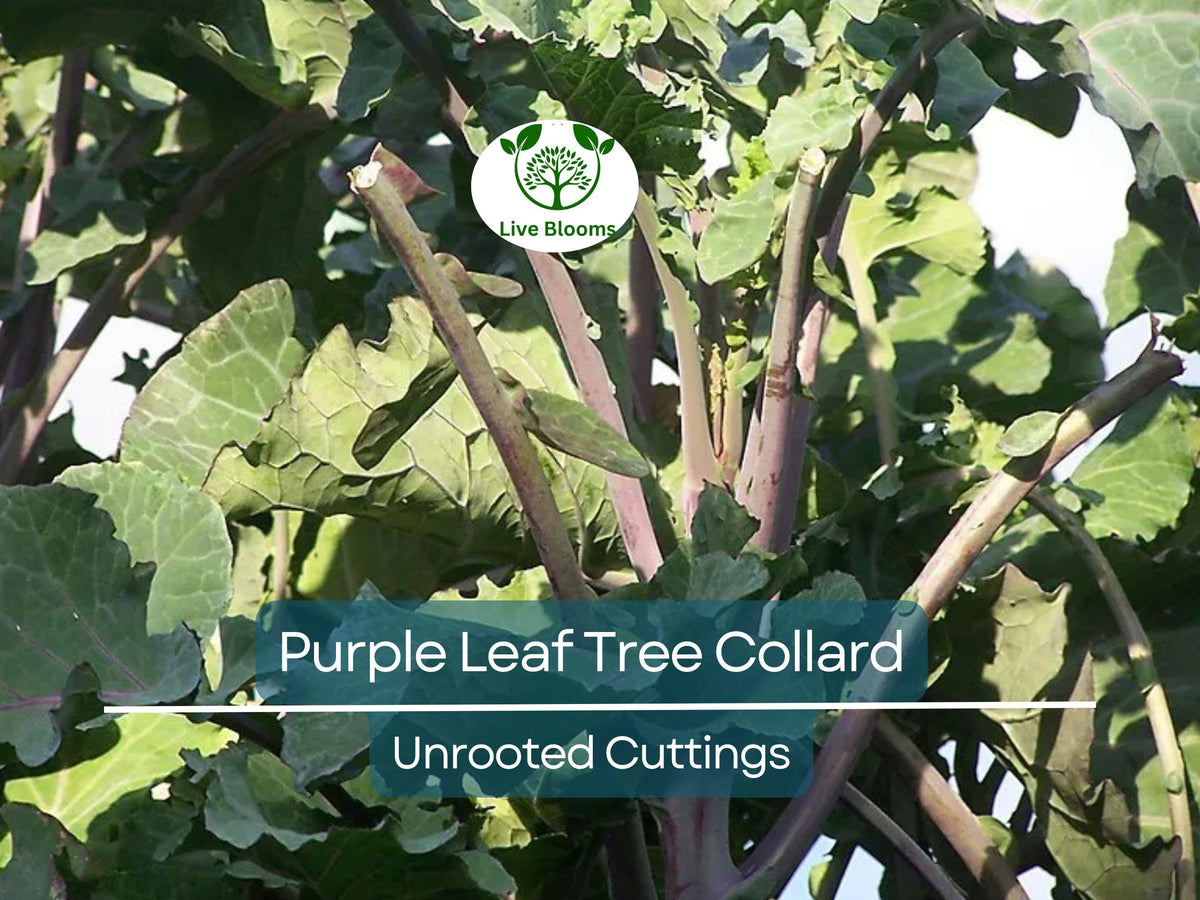 1 Purple Leaf Tree Collard Unrooted Cutting 6-8