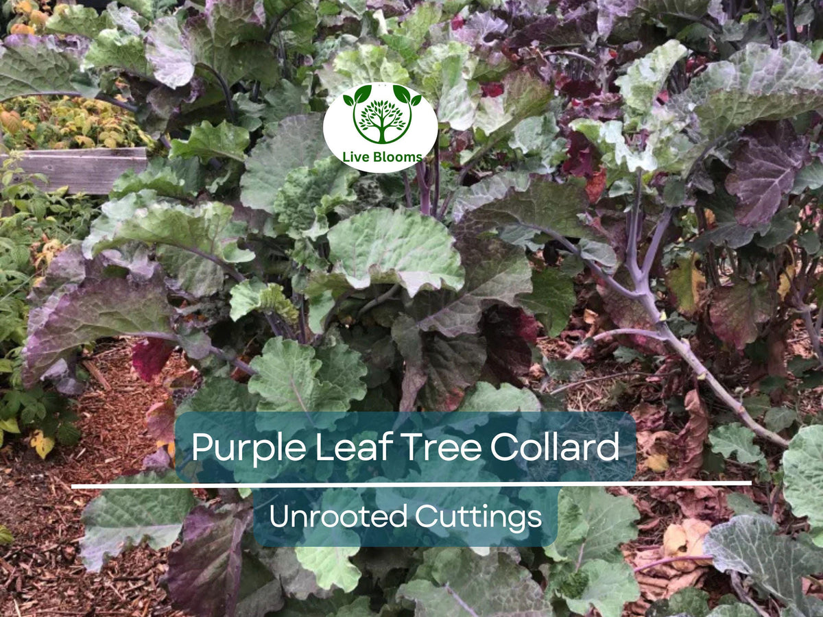 1 Purple Leaf Tree Collard Unrooted Cutting 6-8