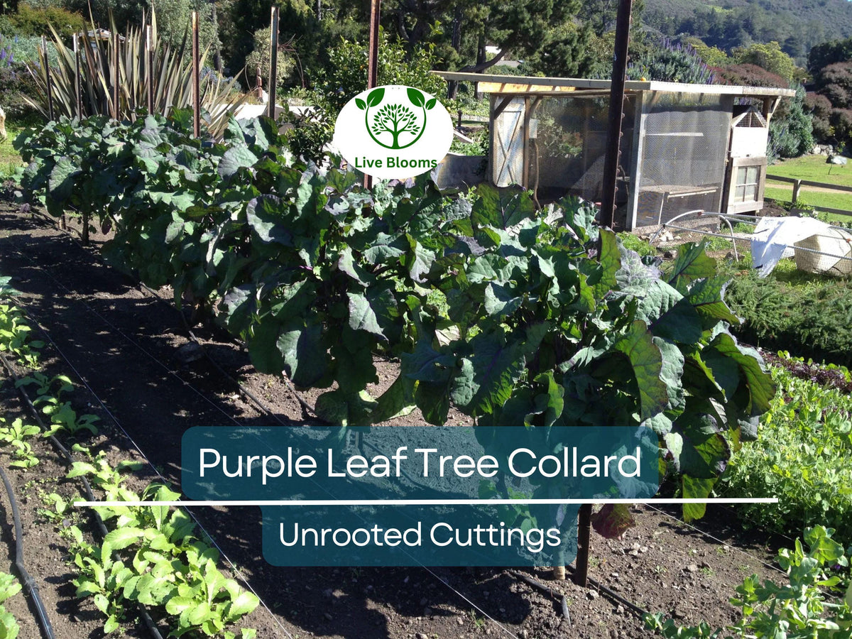 1 Purple Leaf Tree Collard Unrooted Cutting 6-8
