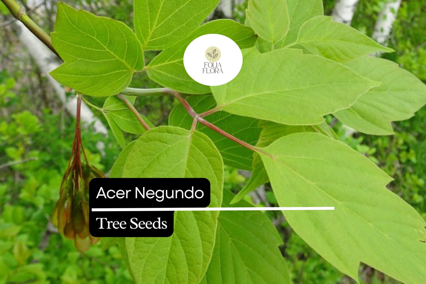 10 Seeds Acer negundo – Boxelder Maple, Fast-Growing Shade Tree with Unique Foliage