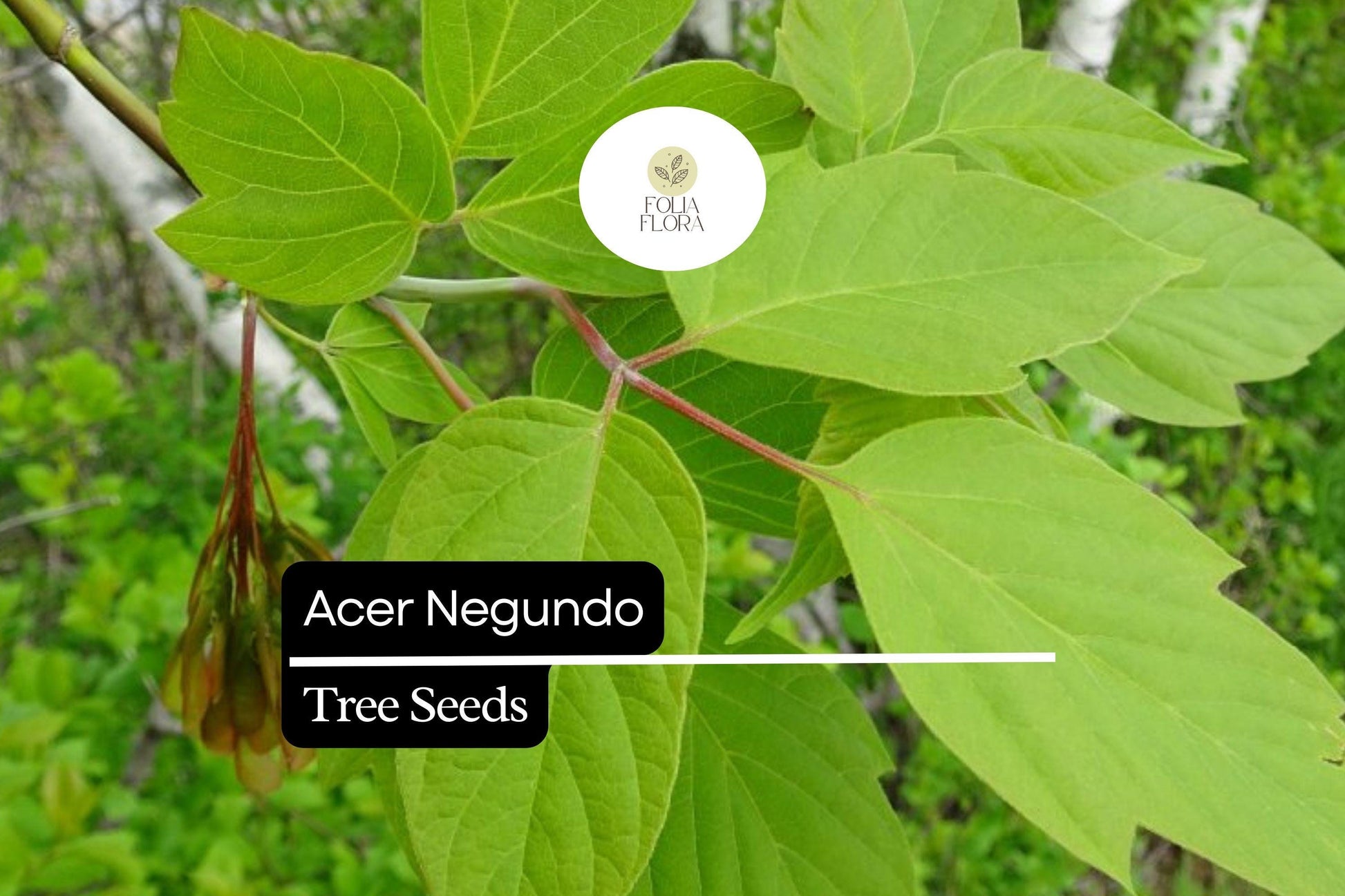 10 Seeds Acer negundo – Boxelder Maple, Fast-Growing Shade Tree with Unique Foliage