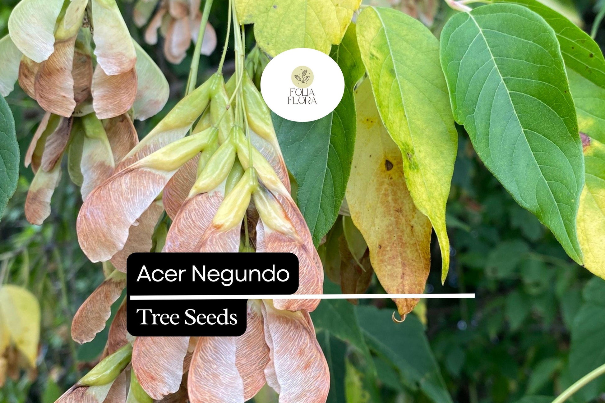 10 Seeds Acer negundo – Boxelder Maple, Fast-Growing Shade Tree with Unique Foliage