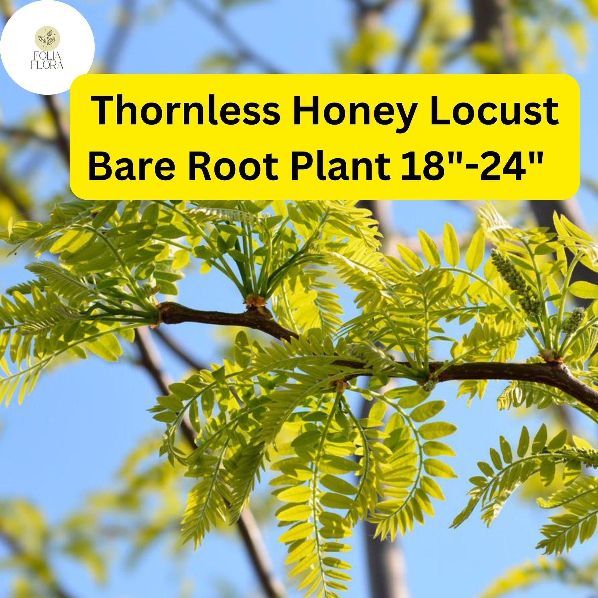 1 Live Bare Root Plant Thornless Honey Locust Tree (Gleditsia triacanthos var. inermis) 18"-24"
