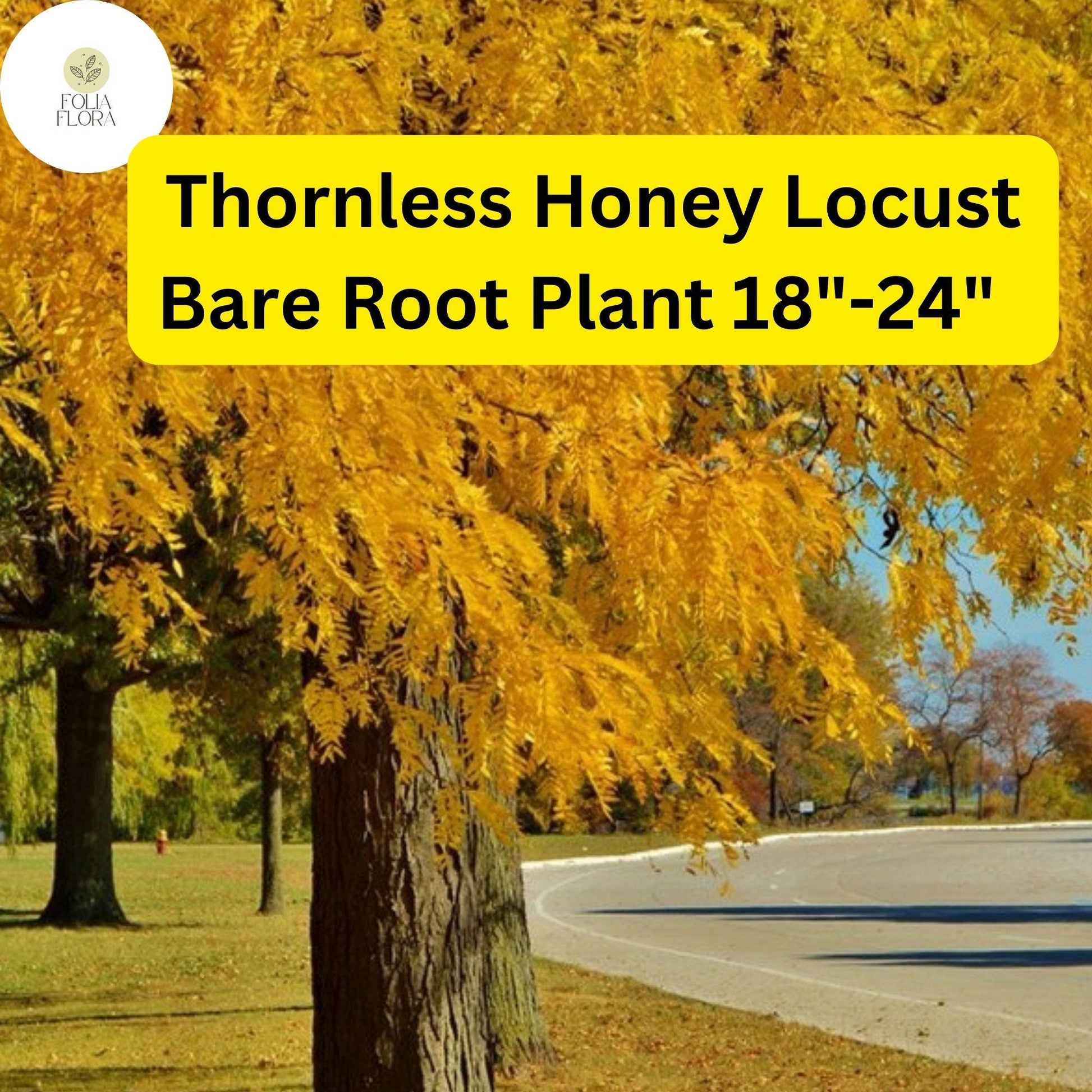 1 Live Bare Root Plant Thornless Honey Locust Tree (Gleditsia triacanthos var. inermis) 18"-24"