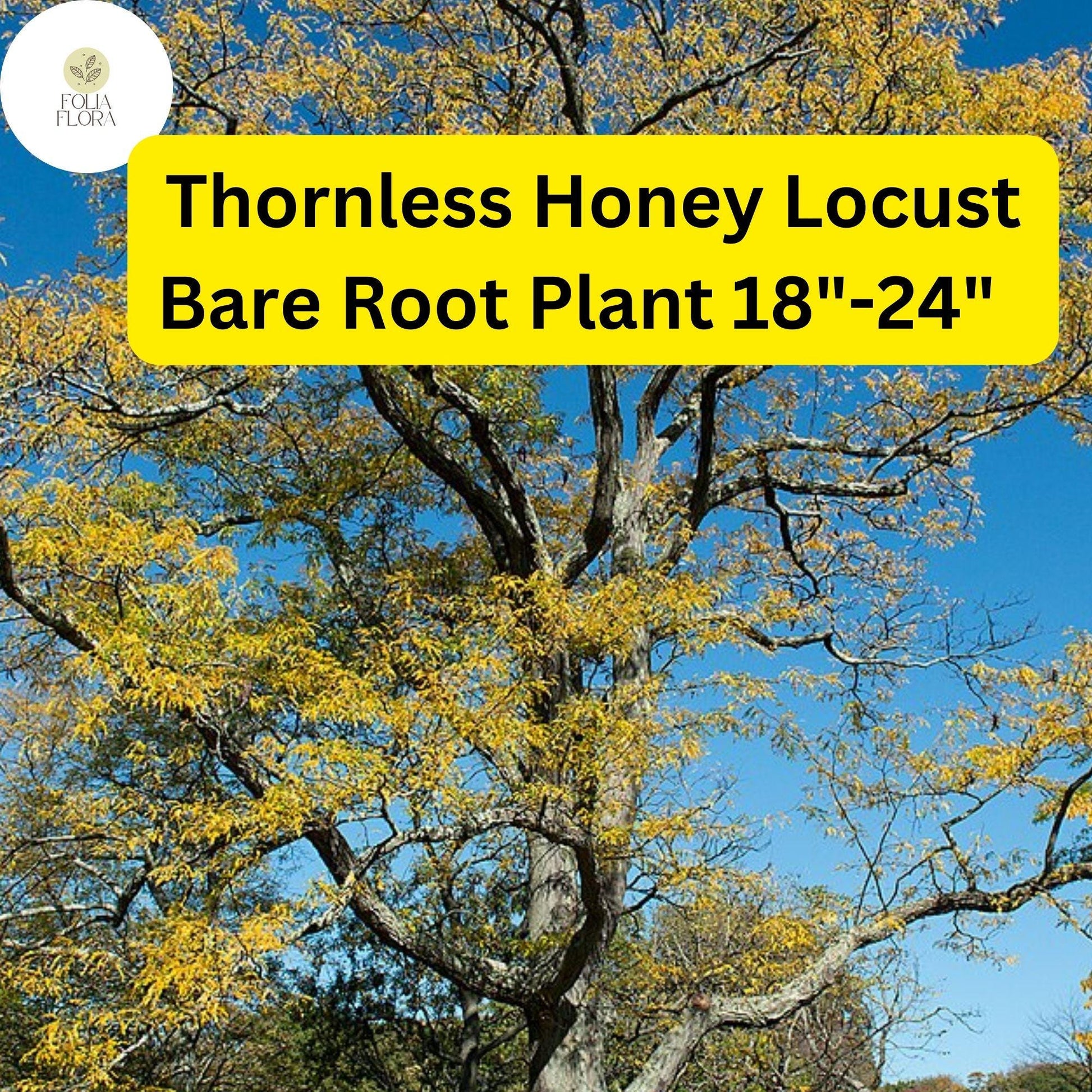1 Live Bare Root Plant Thornless Honey Locust Tree (Gleditsia triacanthos var. inermis) 18"-24"