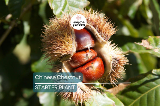 Chinese Chestnut Tree (2 Pack) – Live Bare Root Plant, Blight Resistant, Edible Nuts, Grows 40-60', Full Sun, Zones 3-9