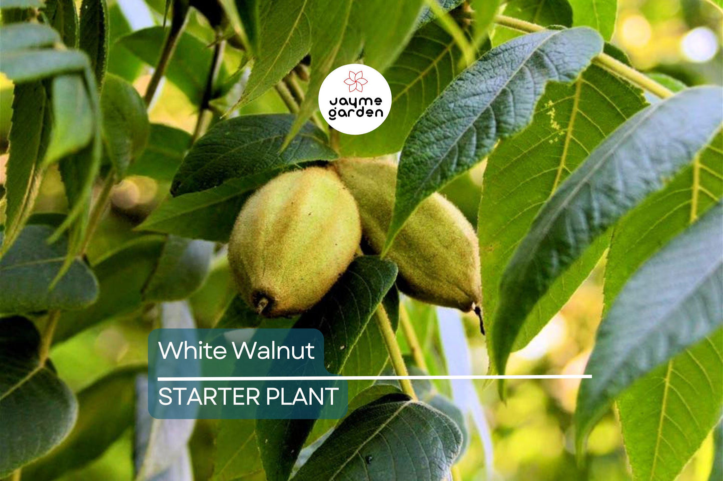 Butternut White Walnut Tree Seedlings - 2 Live Plants, Juglans cinerea, Fast-Growing Shade Tree, Hardy in USDA Zones 3-7